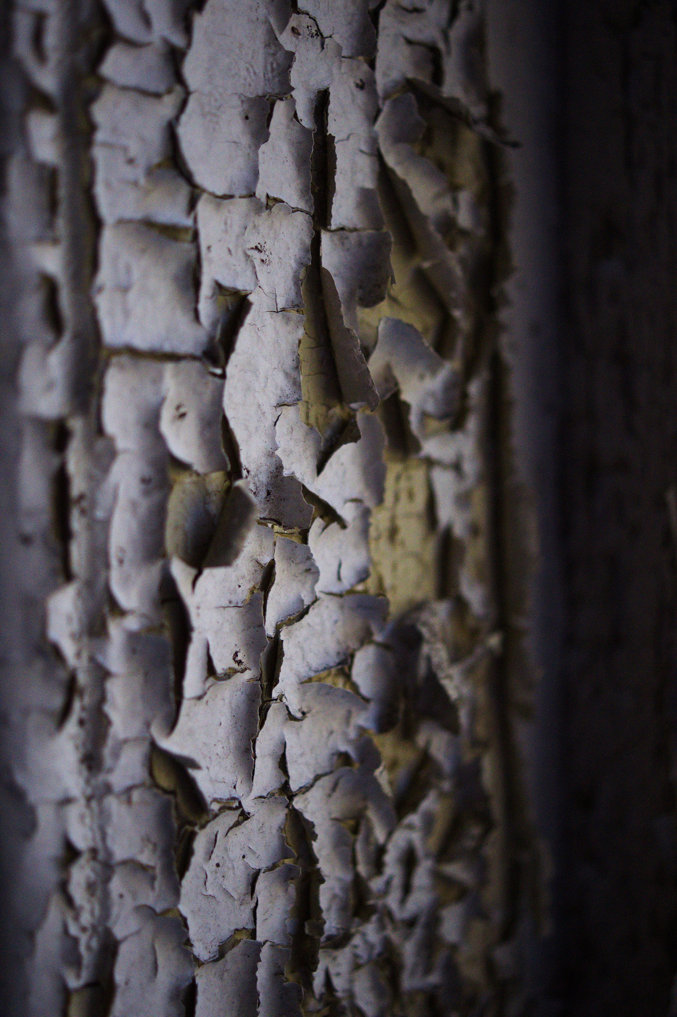 Sony DT 30mm F2.8 Macro SAM sample photo. Beyond vintage photography