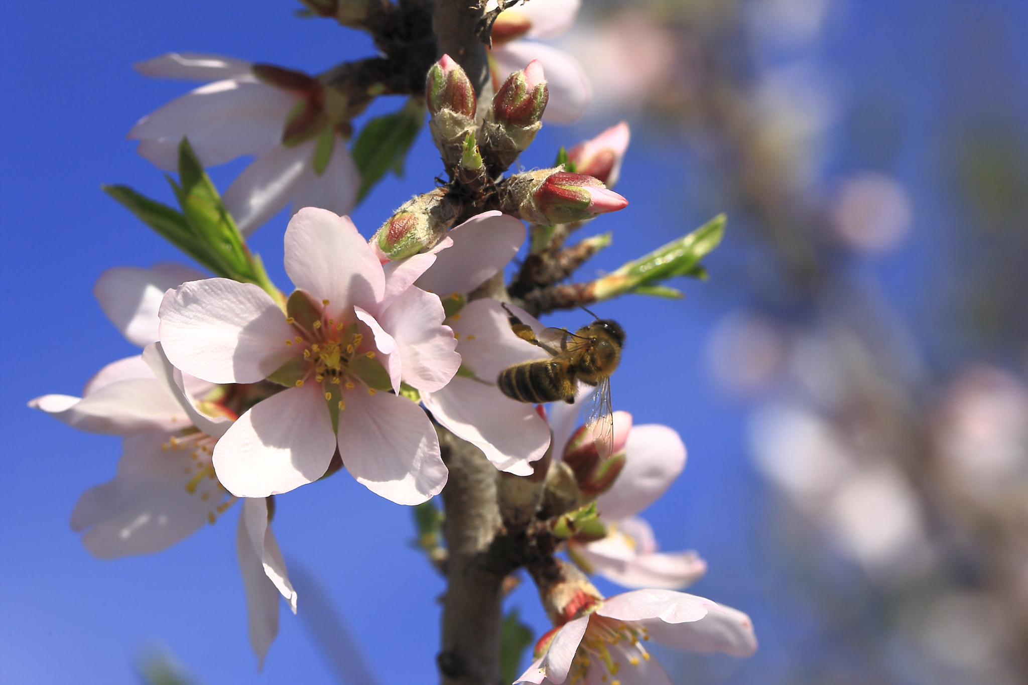 Canon EOS-1Ds Mark III sample photo. Bee working photography