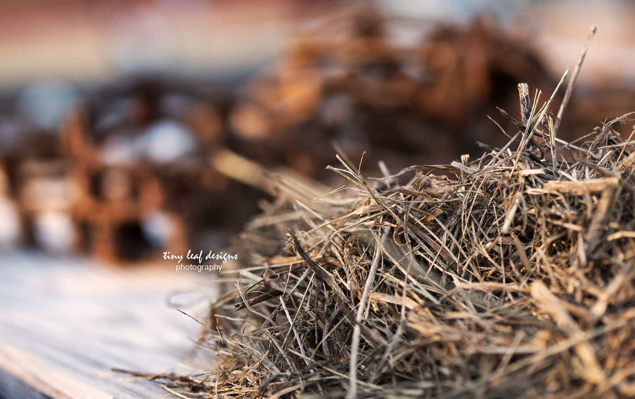 Canon EOS 6D + Canon EF 100mm F2.8 Macro USM sample photo. Farm living photography