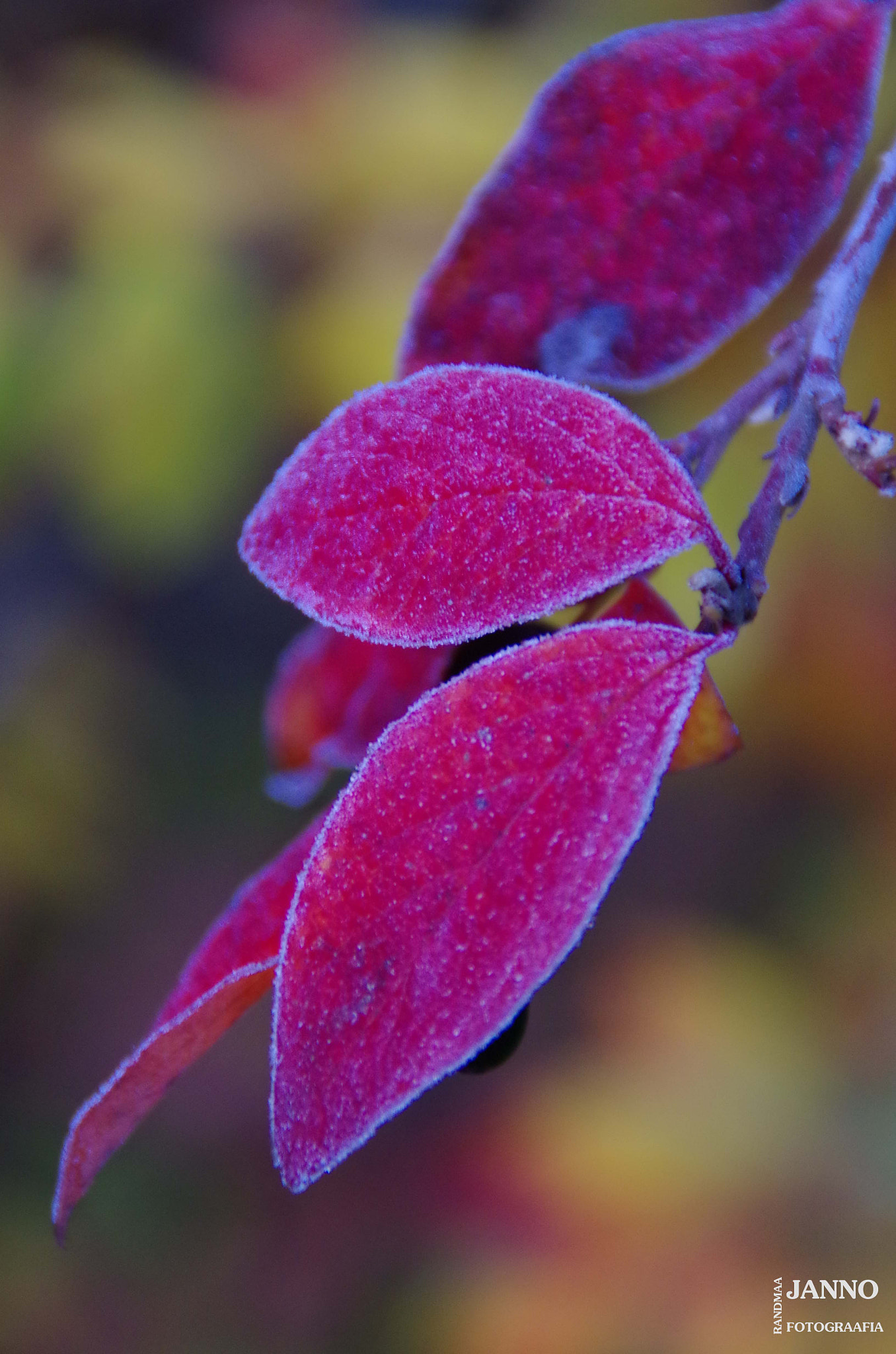 Tamron AF 18-200mm F3.5-6.3 XR Di II LD Aspherical (IF) Macro sample photo. Morning photography