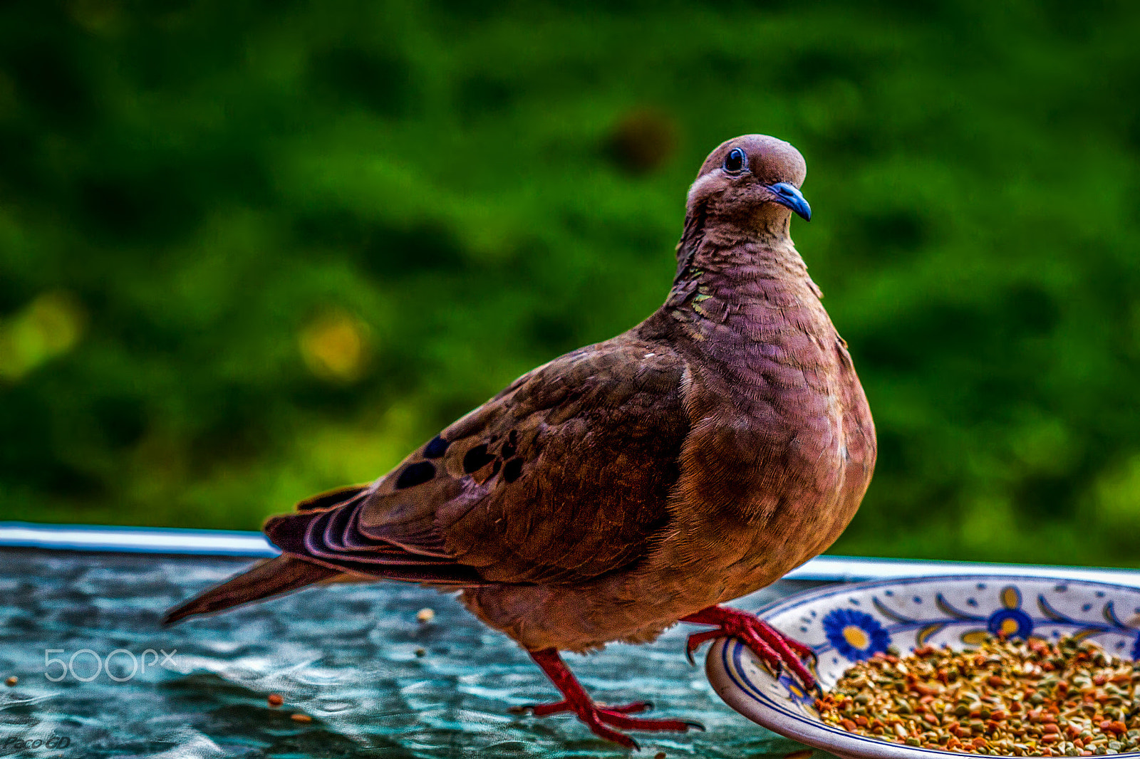 Canon EOS 7D + Canon EF 100mm F2.8 Macro USM sample photo. Y tu que miras? photography