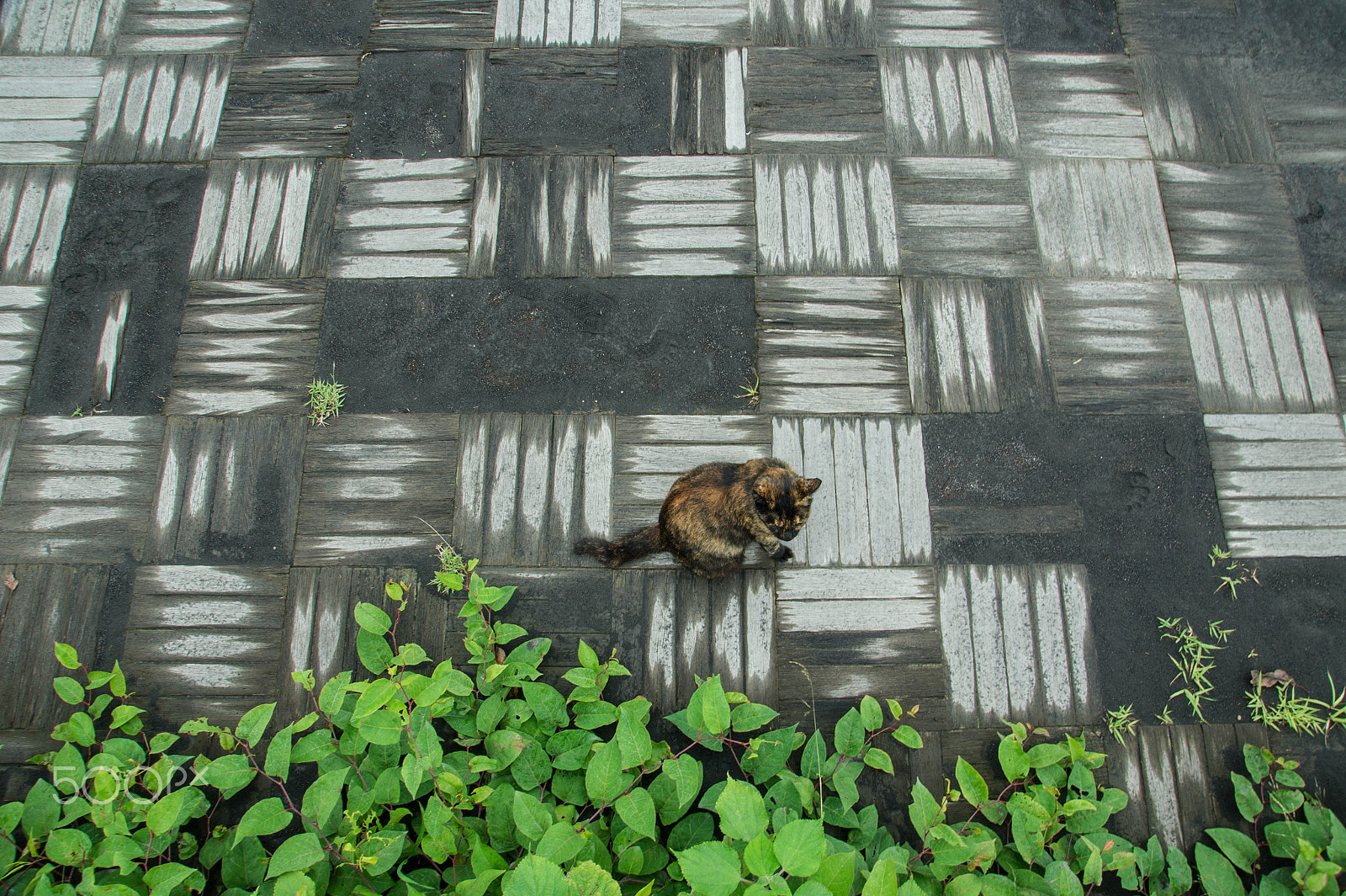 Sony DT 16-105mm F3.5-5.6 sample photo. Kagoshima japan photography