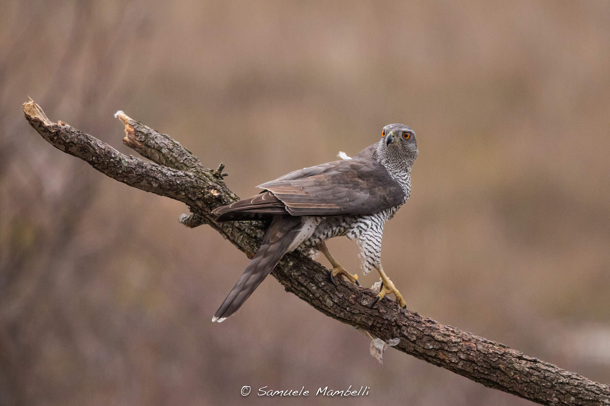 Canon EF 300mm F2.8L IS USM sample photo. Astore photography