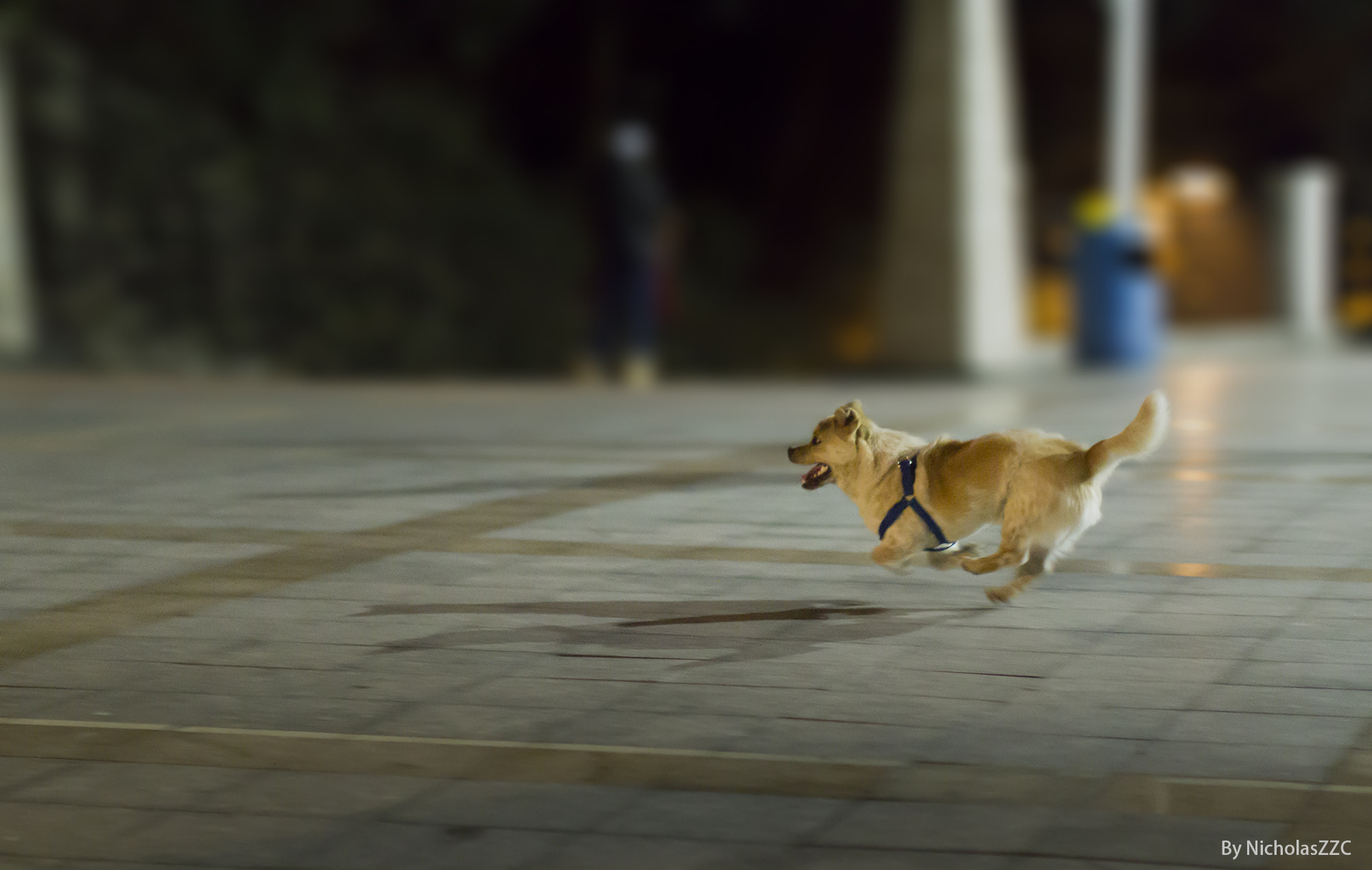 Canon EOS 60D + Canon EF 50mm F1.2L USM sample photo. Run photography