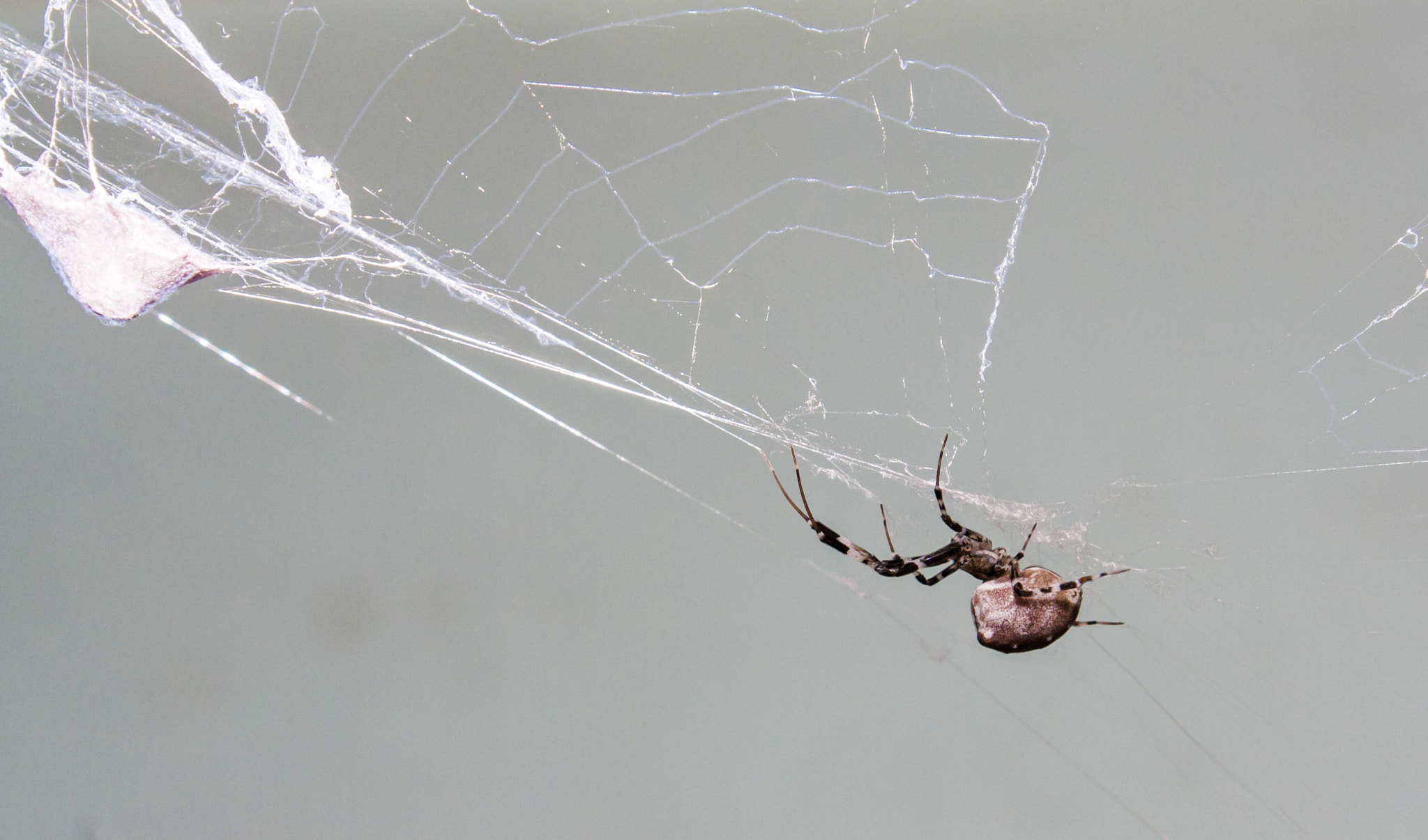 Canon EOS 1000D (EOS Digital Rebel XS / EOS Kiss F) sample photo. Spider photography