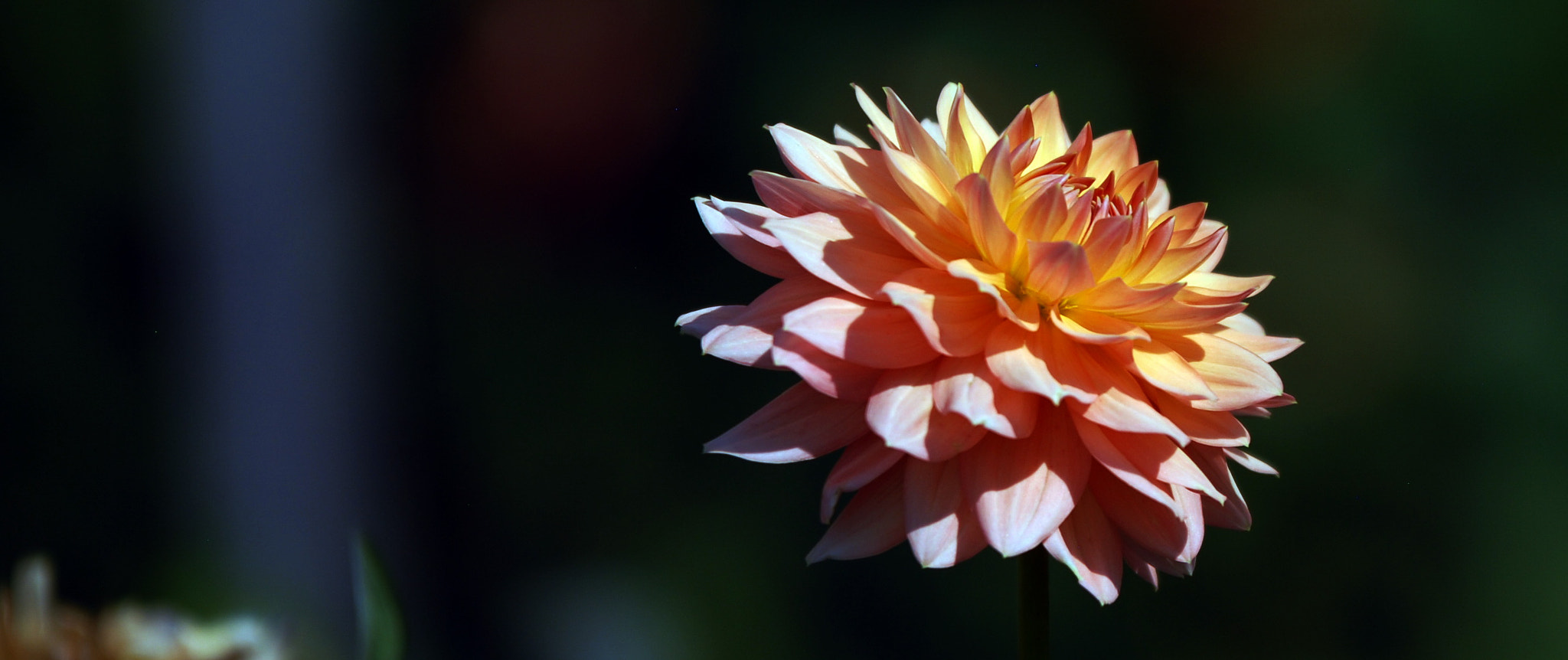 Sigma 70-200mm F2.8 EX DG OS HSM sample photo. Dahlie photography
