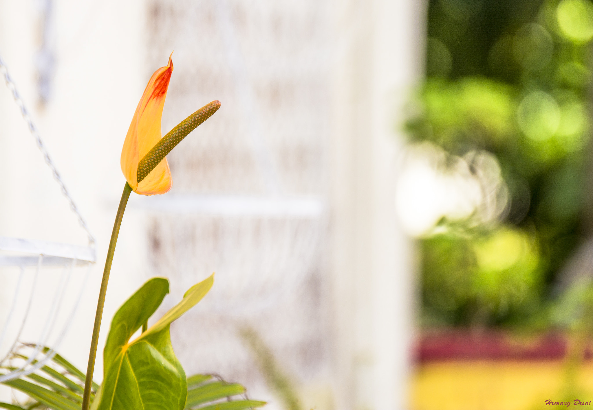 Nikon AF-S Nikkor 70-200mm F2.8G ED VR II sample photo. Flower... photography
