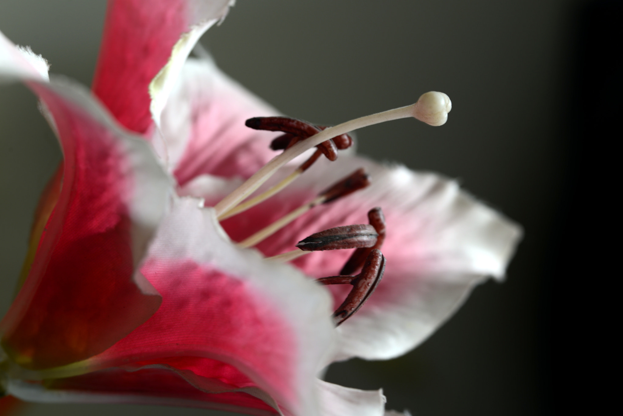 Nikon D600 sample photo. Macro shot of a silk flower photography