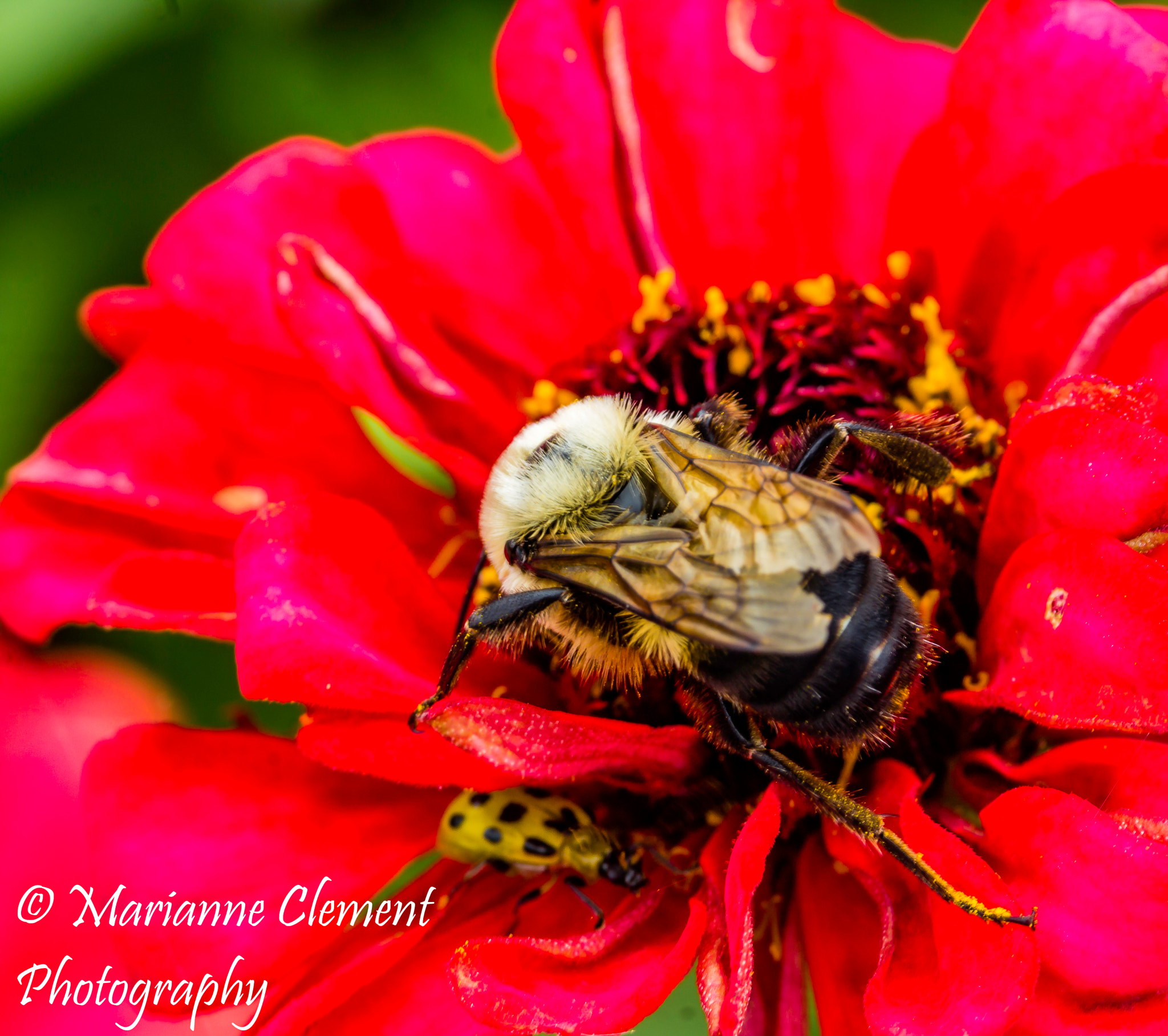 Canon EF-S 60mm F2.8 Macro USM sample photo. Save some for me photography