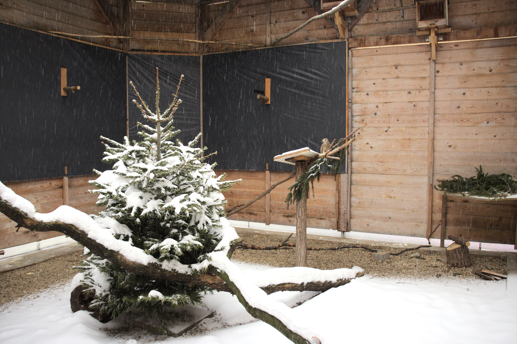 Canon EOS 600D (Rebel EOS T3i / EOS Kiss X5) sample photo. Late white christmas kestrel aviary. photography