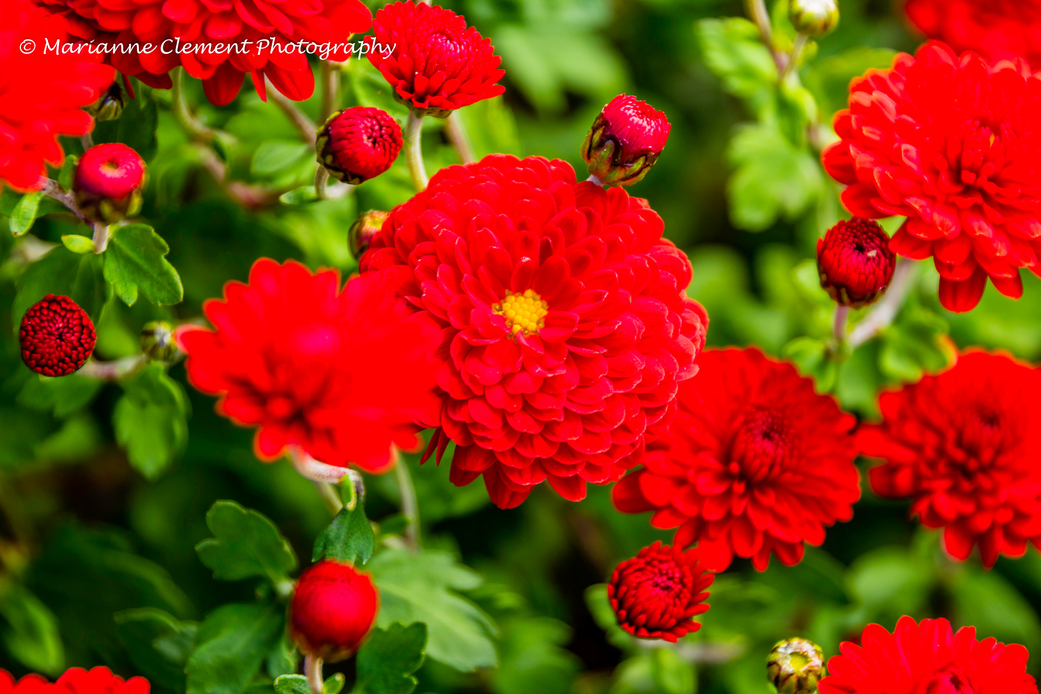 Canon EOS 1200D (EOS Rebel T5 / EOS Kiss X70 / EOS Hi) + Tamron AF 18-270mm F3.5-6.3 Di II VC LD Aspherical (IF) MACRO sample photo. Red chrysanthemums photography