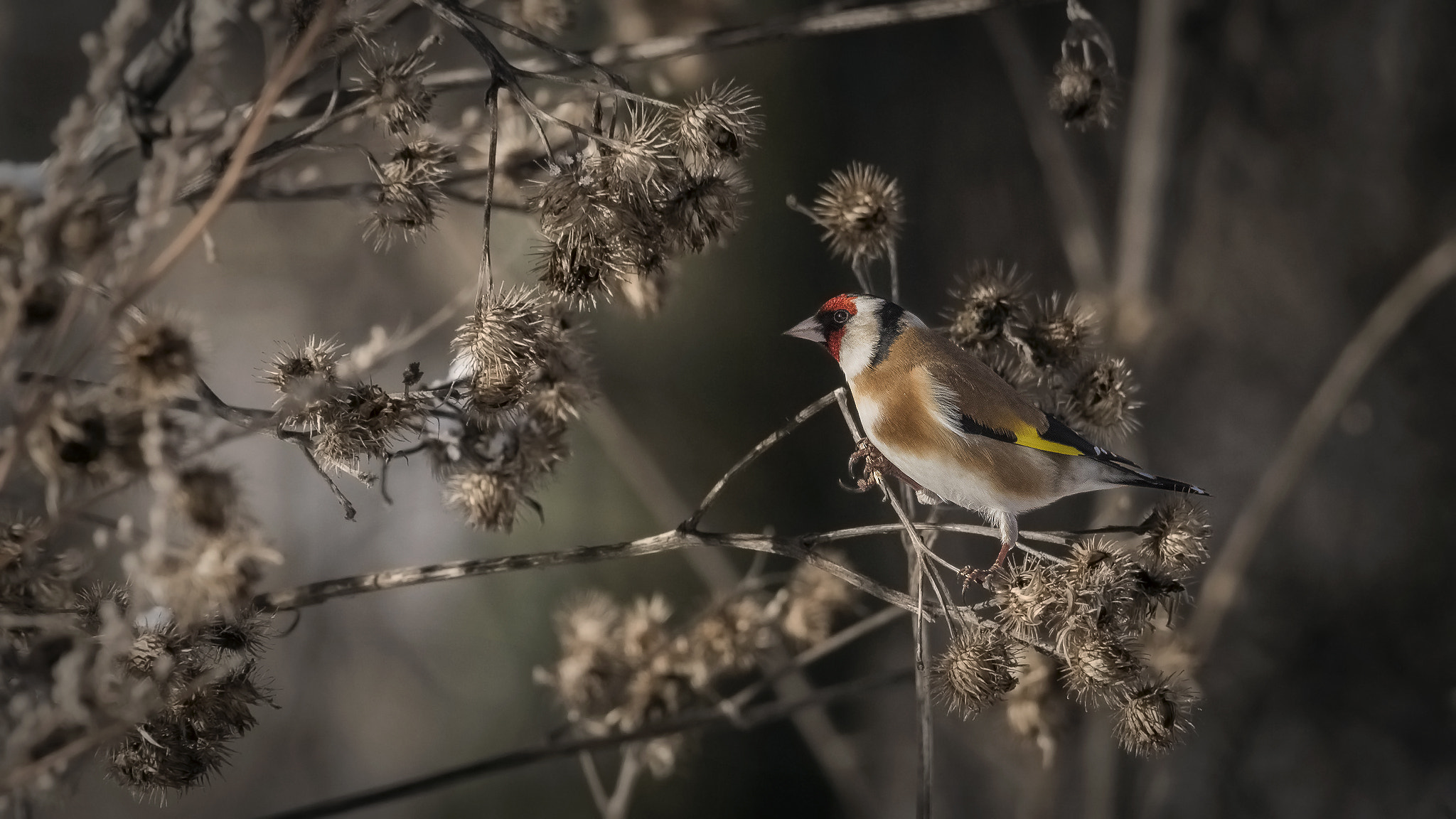 Sigma 150-500mm F5-6.3 DG OS HSM sample photo. . photography