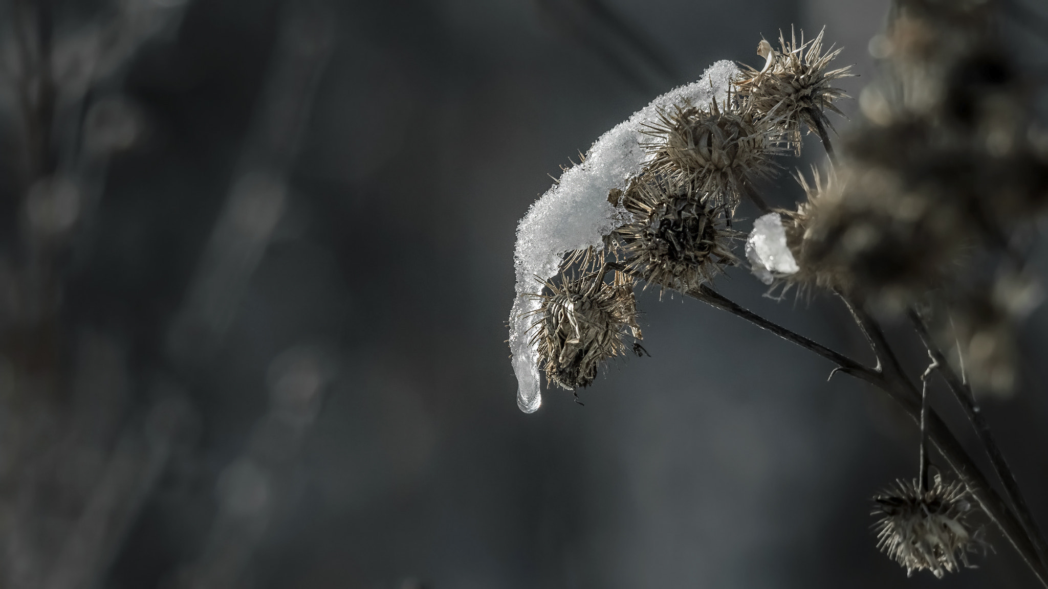 Sigma 150-500mm F5-6.3 DG OS HSM sample photo. . photography