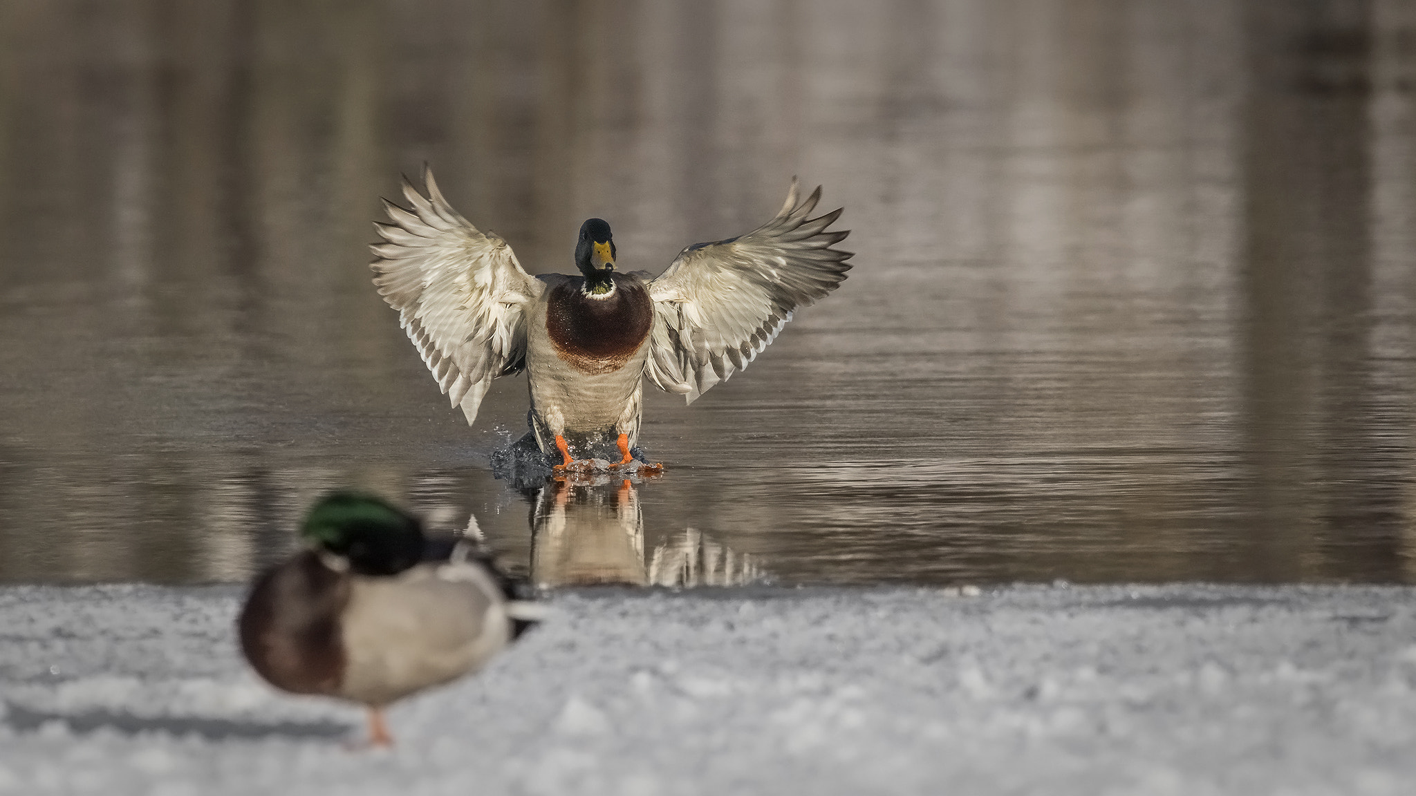 Sigma 150-500mm F5-6.3 DG OS HSM sample photo. . photography