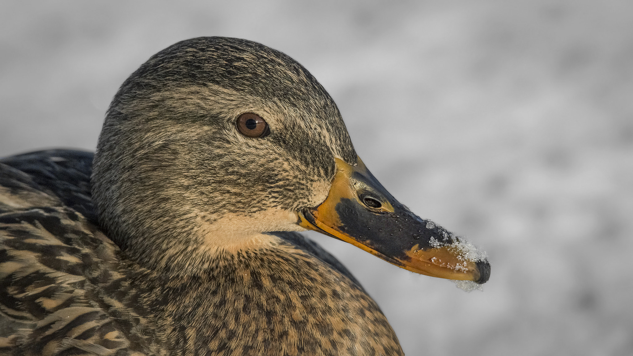 Sigma 150-500mm F5-6.3 DG OS HSM sample photo. . photography