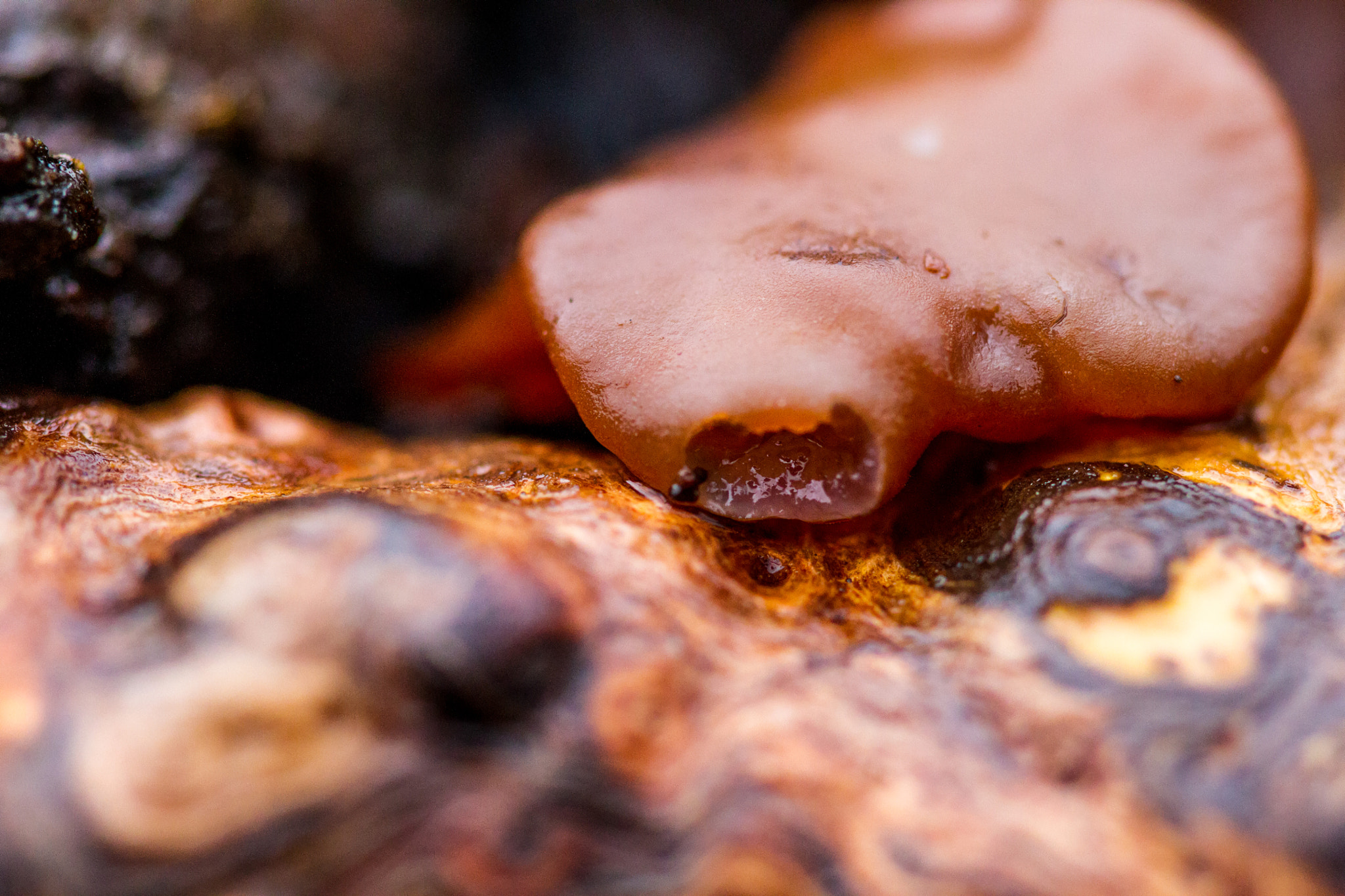 Canon EOS 7D + Canon EF 100mm F2.8 Macro USM sample photo. Rotting beauty photography