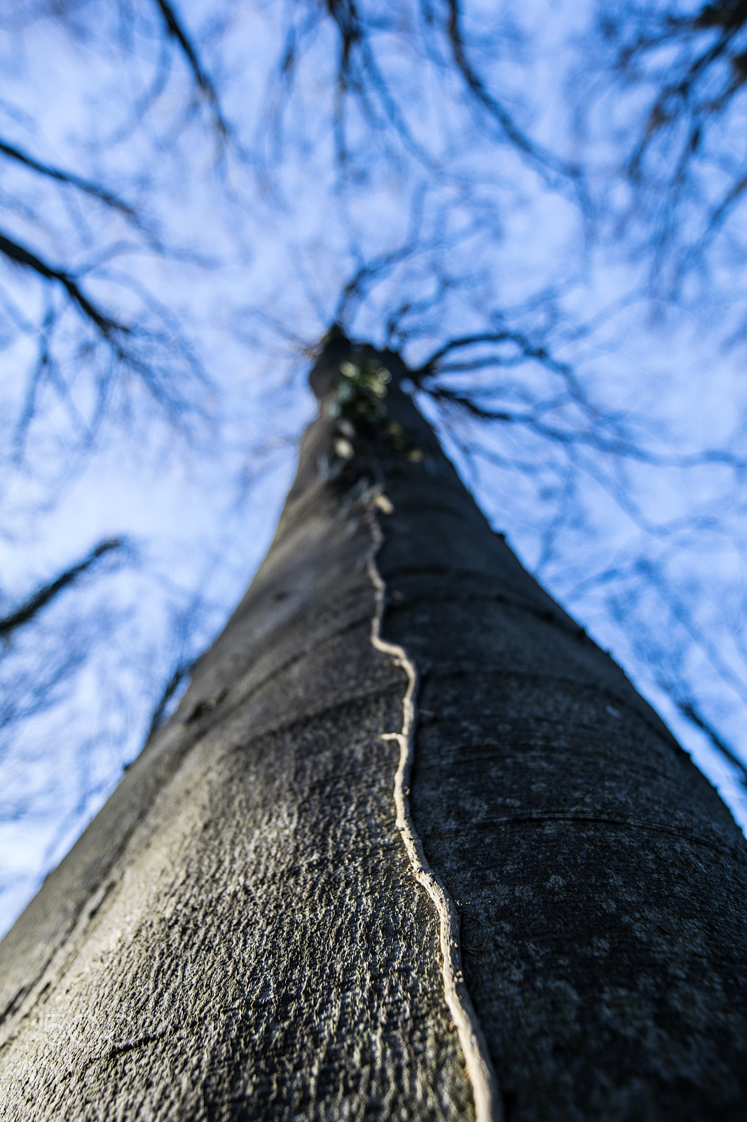 Nikon AF-S Nikkor 14-24mm F2.8G ED sample photo. Tree of life photography
