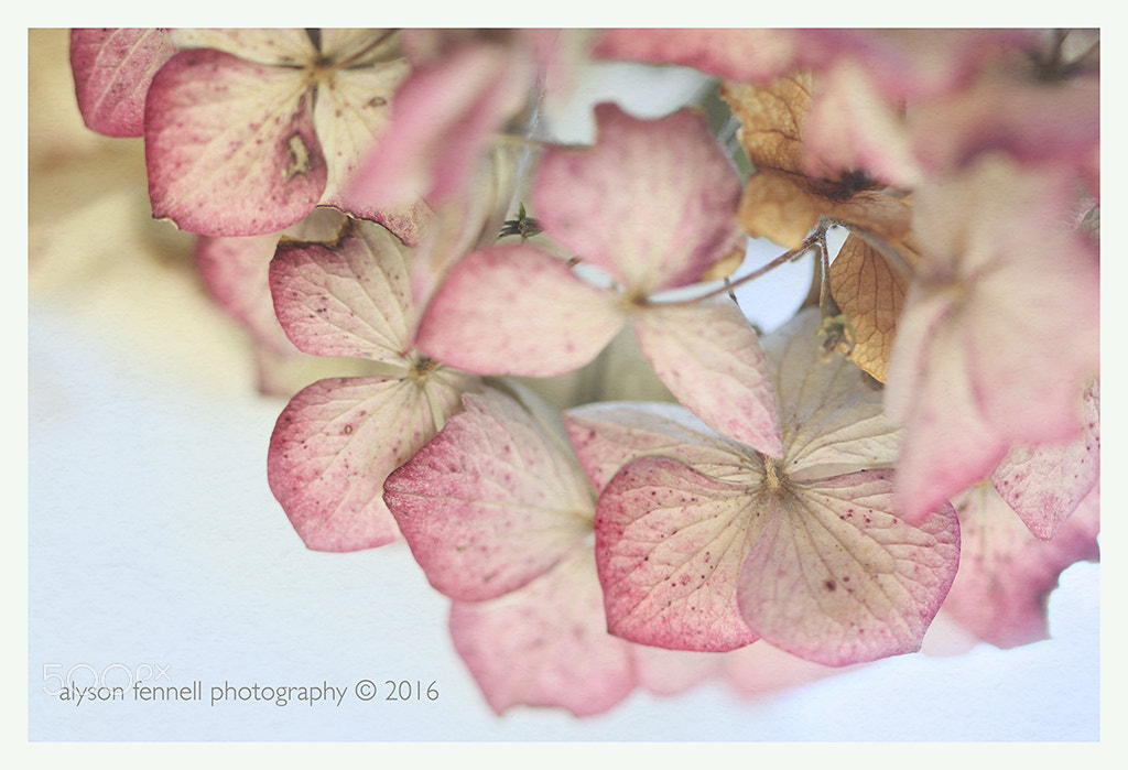 Canon EF 100mm F2.8 Macro USM sample photo. Dusky pink hydrangea photography