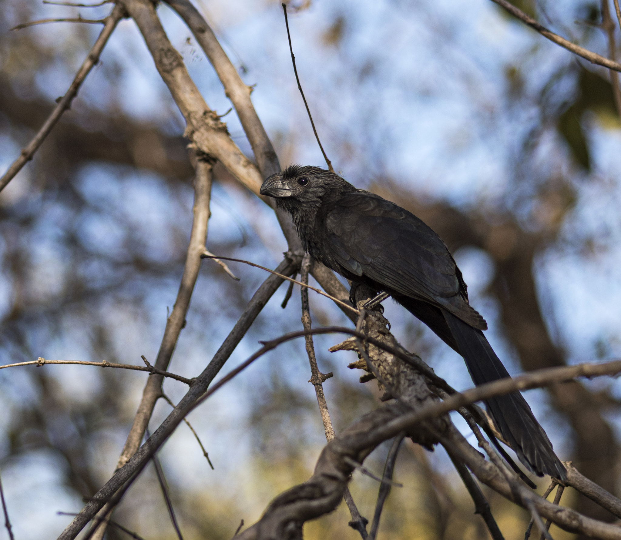 Nikon D810 + Sigma 105mm F2.8 EX DG Macro sample photo. Garrapatero pijuy / groove-billed ani photography