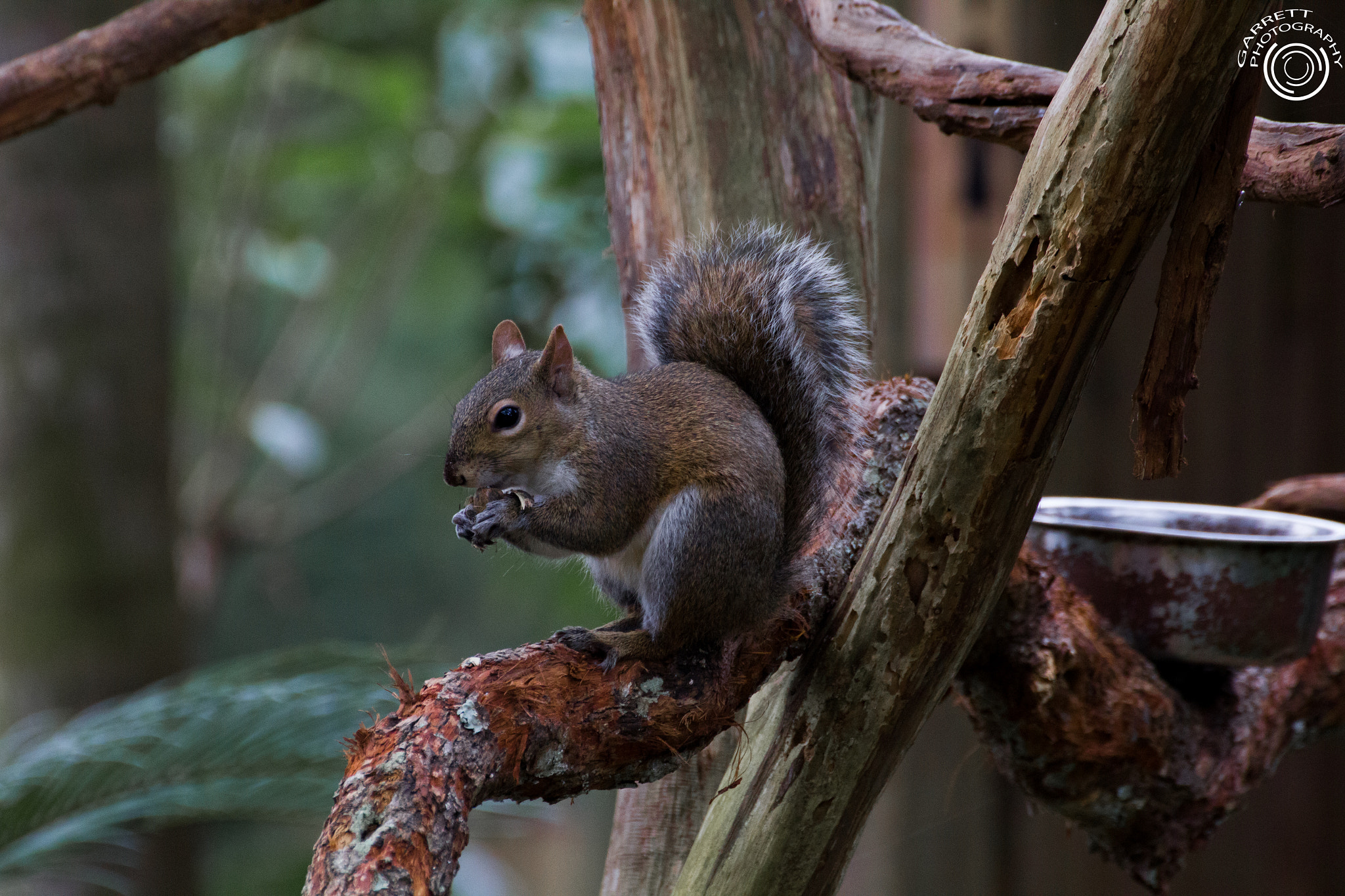 Tamron SP 35mm F1.8 Di VC USD sample photo. Hungry squirrel photography