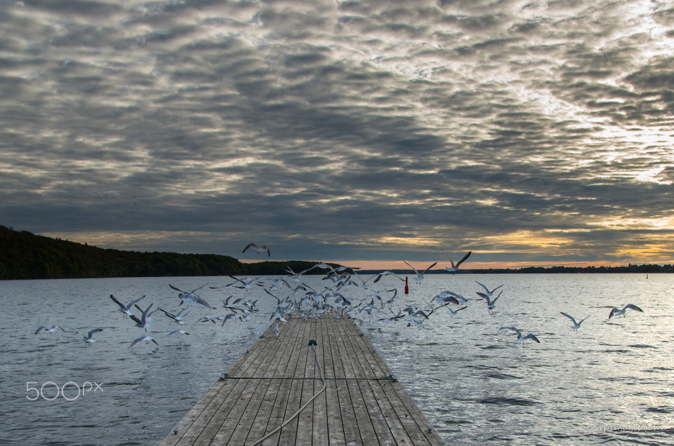 Pentax smc DA* 16-50mm F2.8 ED AL (IF) SDM sample photo. Morning gulls photography