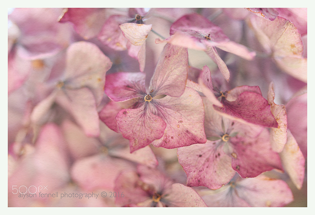 Canon EF 100mm F2.8 Macro USM sample photo. Dusky pink hydrangea photography