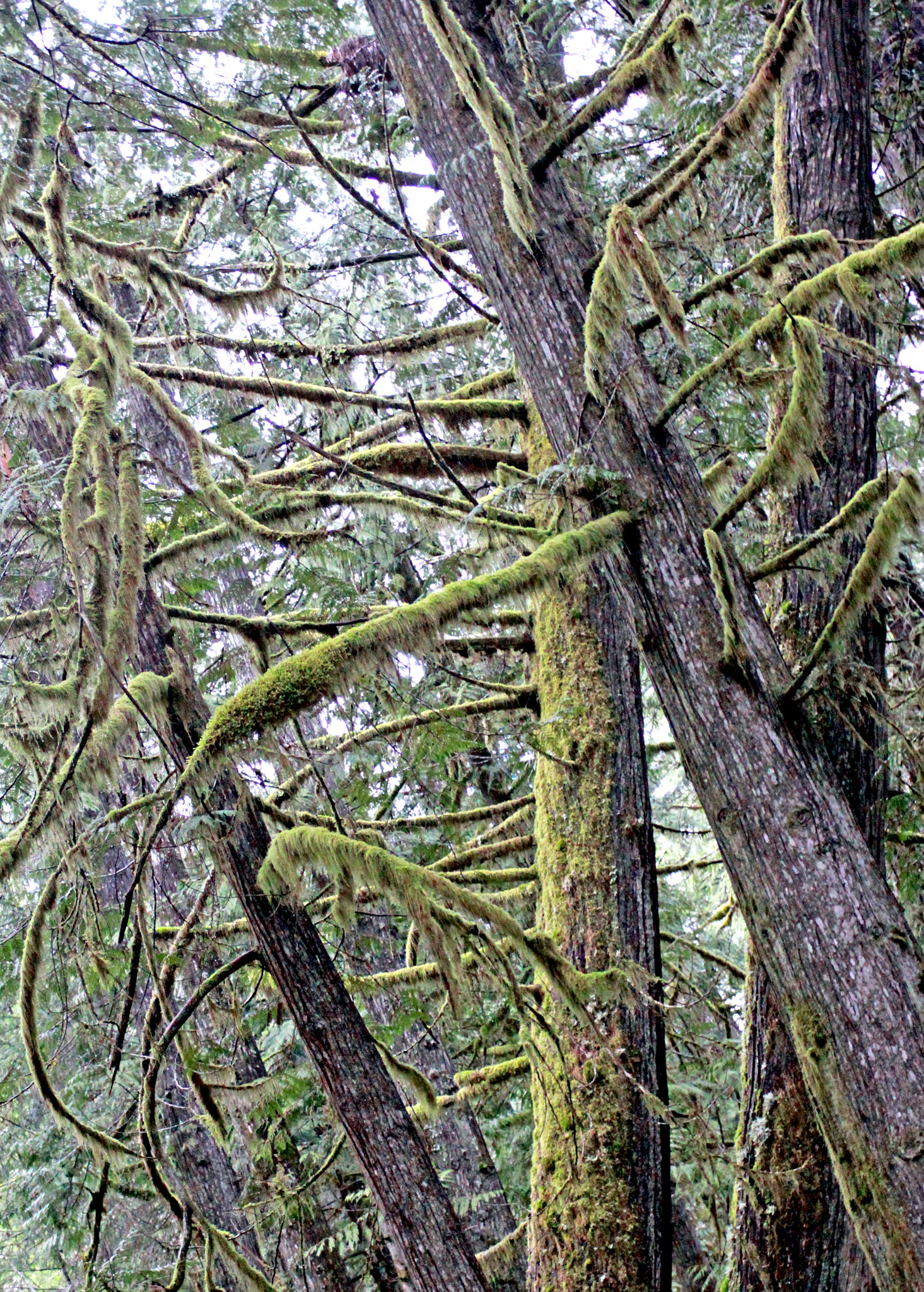 Canon EF 28-90mm f/4-5.6 sample photo. Angular forest photography