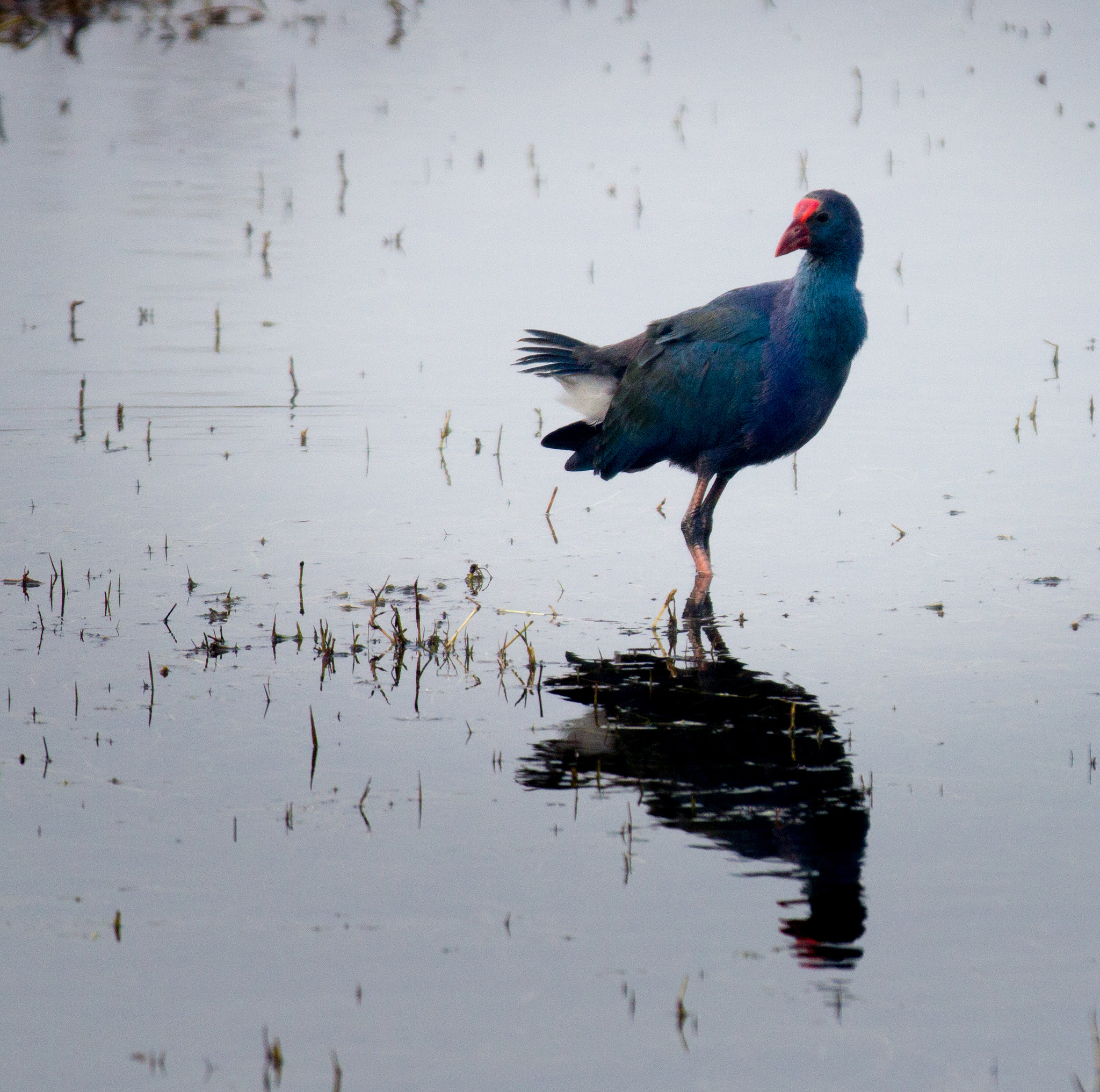 Canon EOS 60D + Canon EF 70-200mm F2.8L IS II USM sample photo. A purple moorhen photography