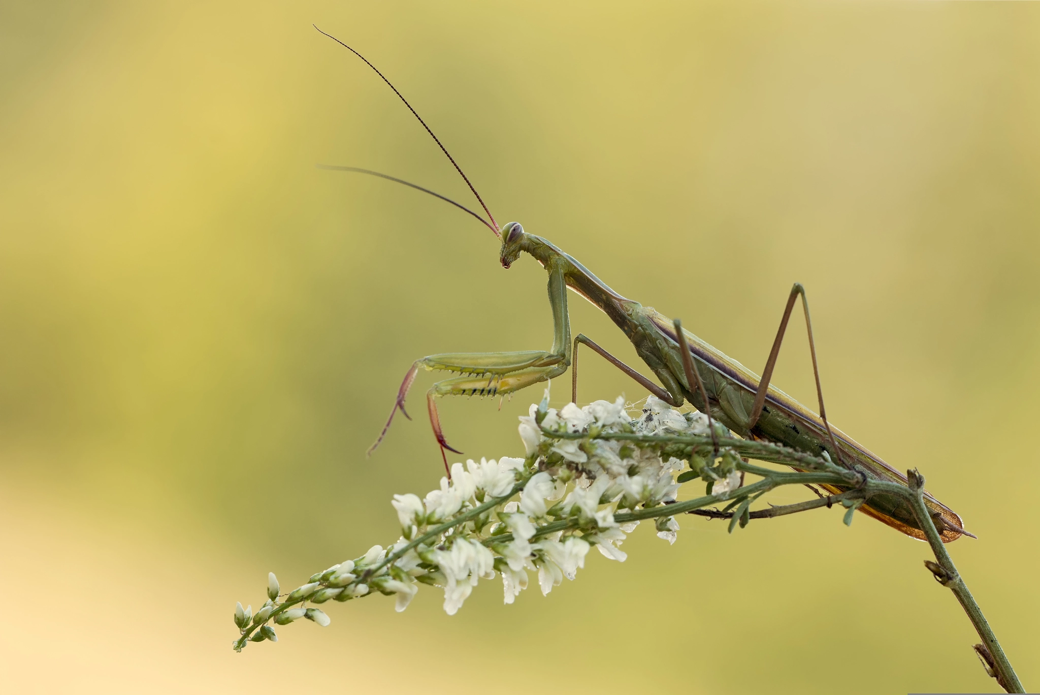 Sigma 150mm f/2.8 EX DG OS HSM APO Macro sample photo. Praying mantis photography