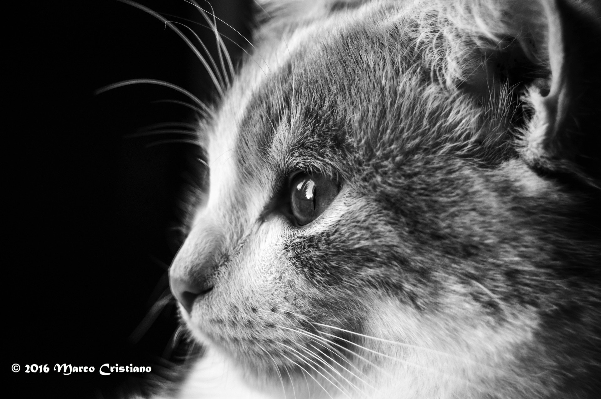 AF Zoom-Nikkor 28-70mm f/3.5-4.5 sample photo. Ivo moda... photography