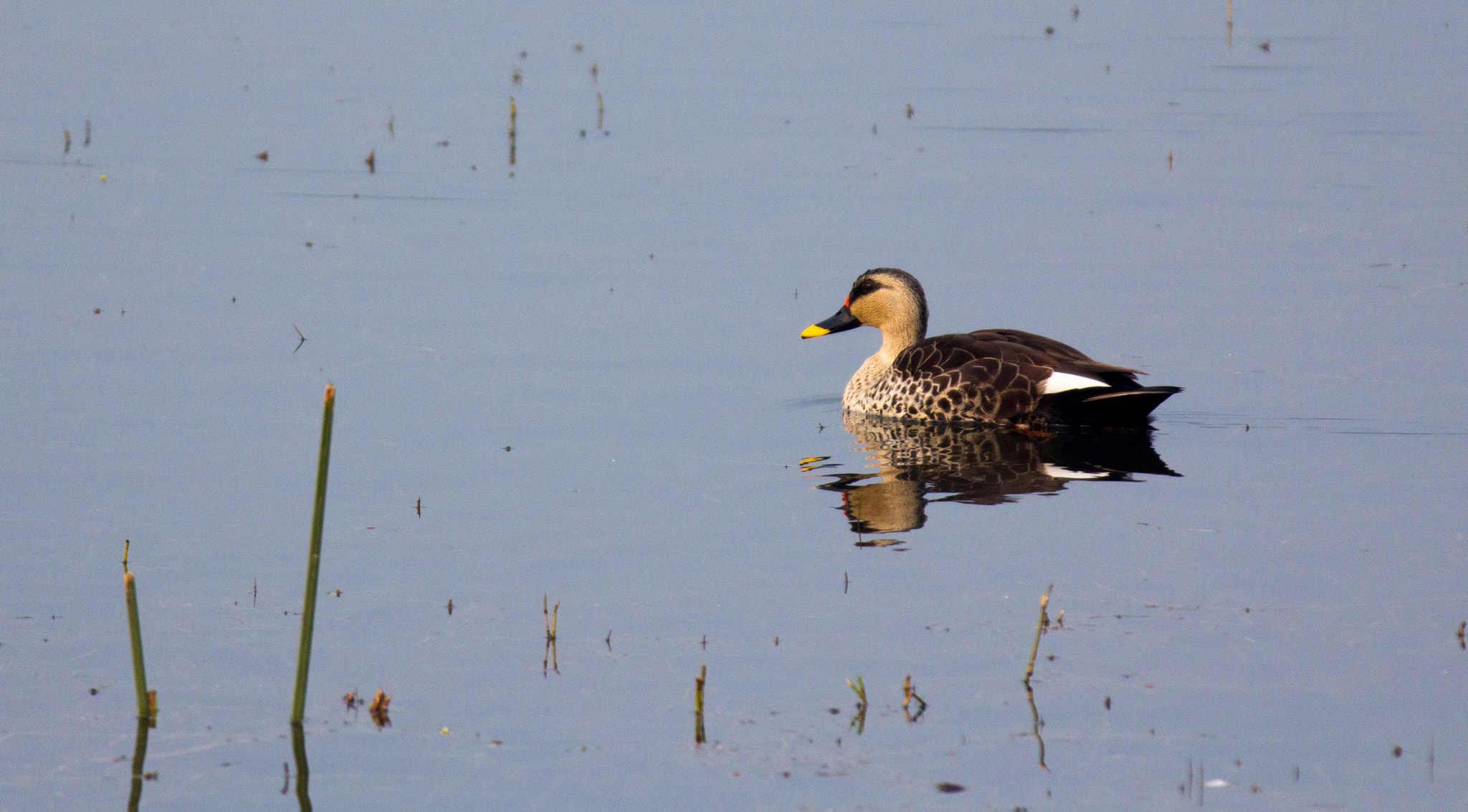 Canon EOS 60D + Canon EF 70-200mm F2.8L IS II USM sample photo. A spot billied duck photography