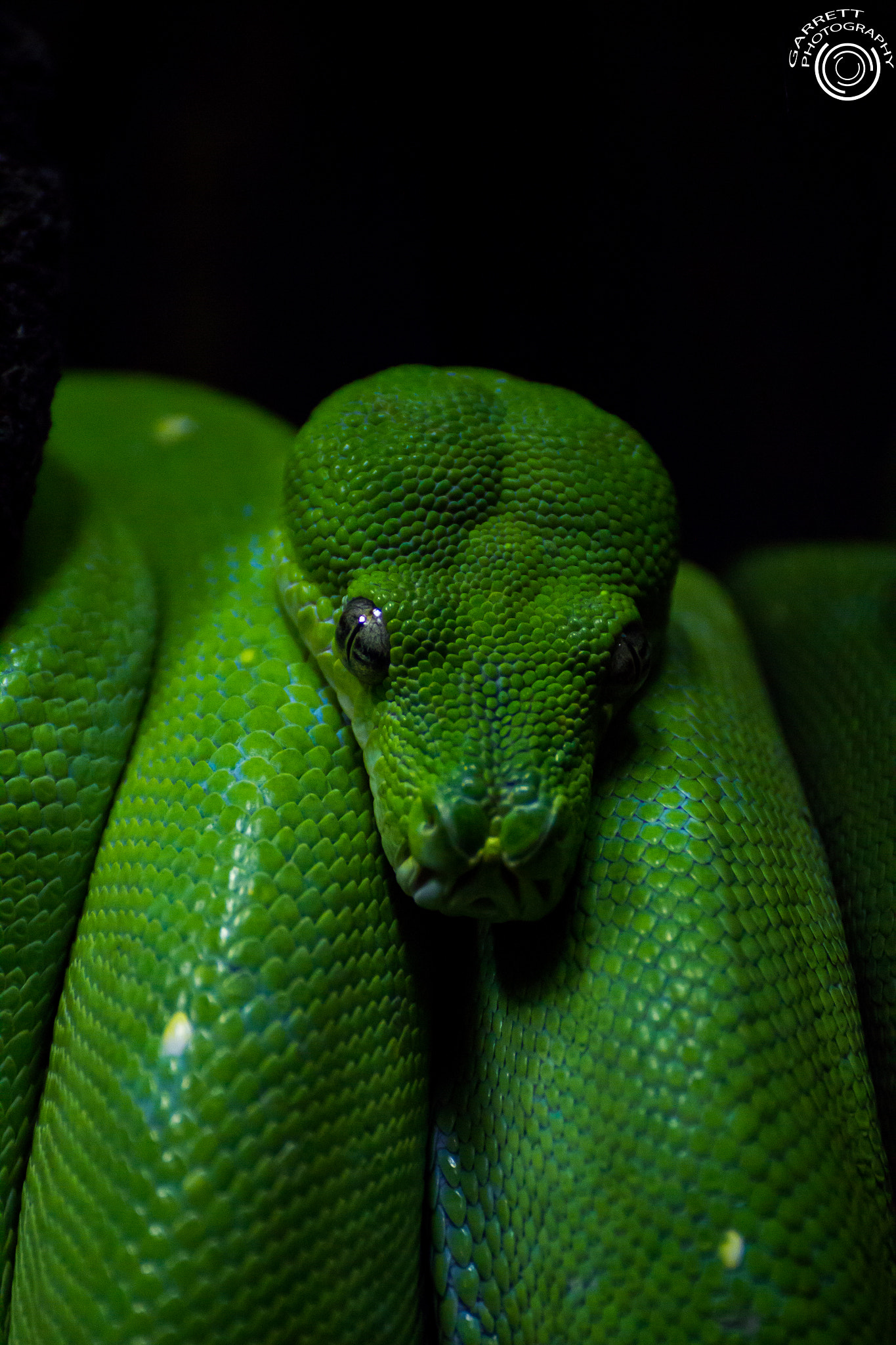 Tamron SP 35mm F1.8 Di VC USD sample photo. Deep green photography