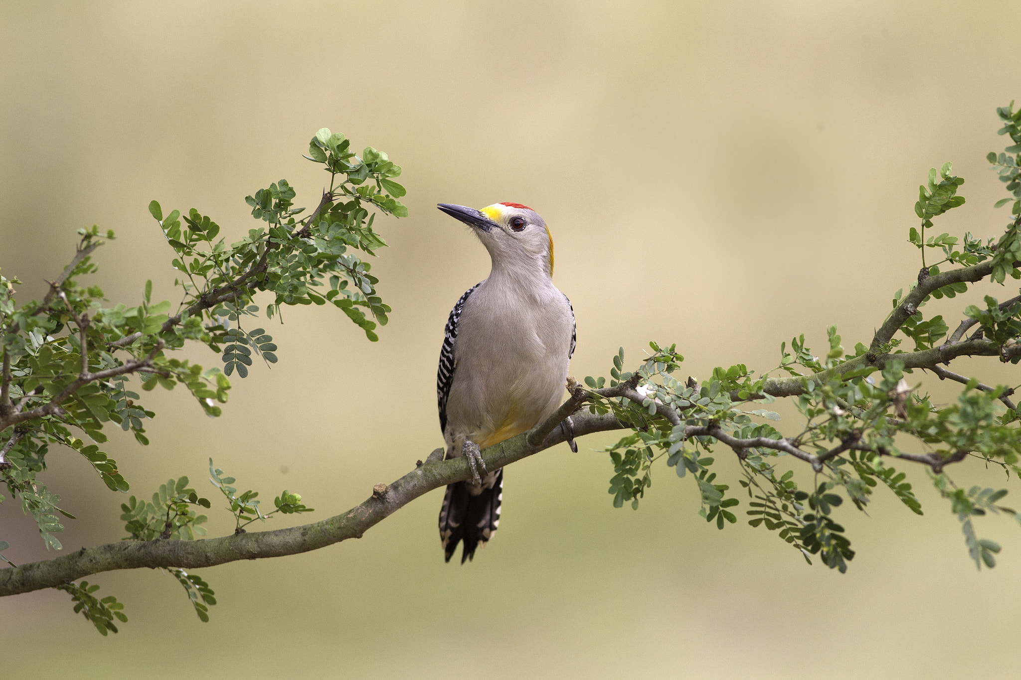 Canon EOS-1D Mark IV + Canon EF 400mm F5.6L USM sample photo. Golden fronted woodpecker photography