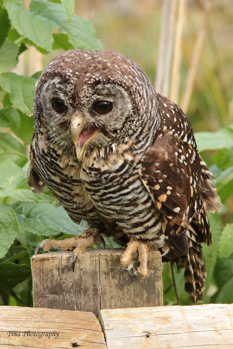 Canon EF 22-55mm f/4-5.6 USM sample photo. Owl6 photography