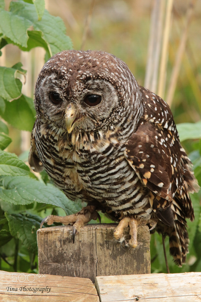 Canon EF 22-55mm f/4-5.6 USM sample photo. Owl5 photography