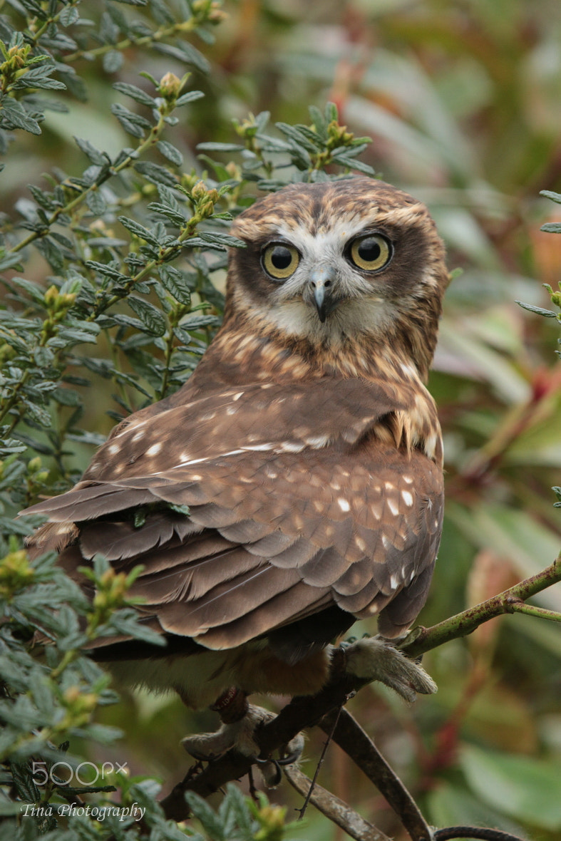 Canon EF 22-55mm f/4-5.6 USM sample photo. Owl4 photography
