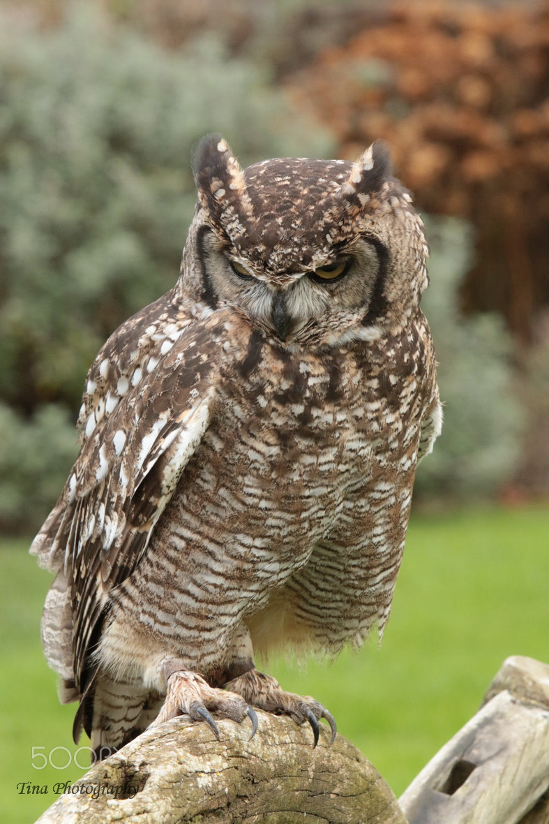 Canon EF 22-55mm f/4-5.6 USM sample photo. Owl3 photography