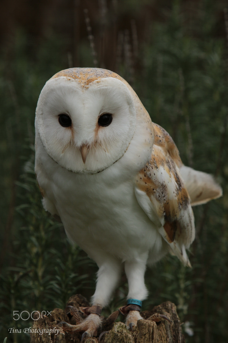 Canon EOS 70D + Canon EF 22-55mm f/4-5.6 USM sample photo. Barn owl3 photography