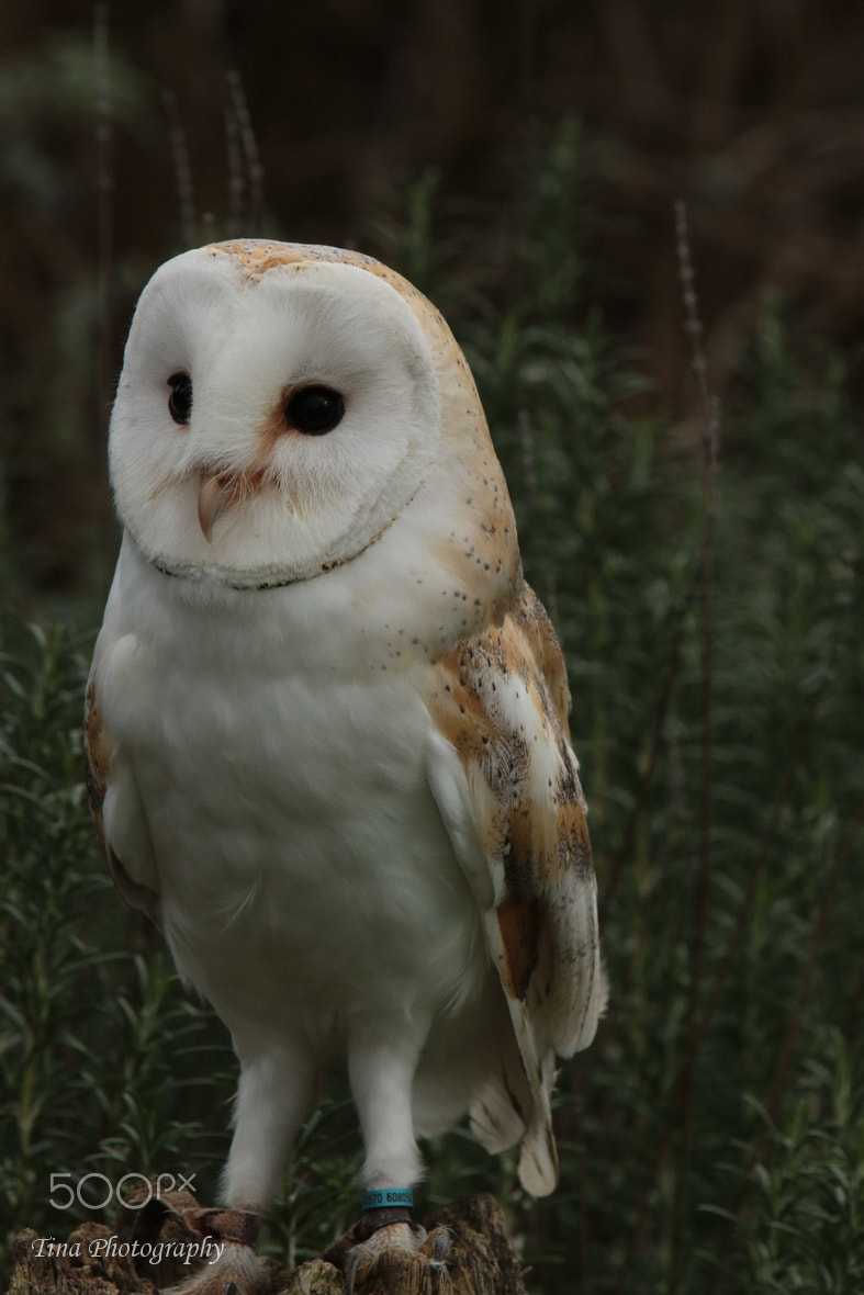 Canon EOS 70D + Canon EF 22-55mm f/4-5.6 USM sample photo. Barn owl2 photography