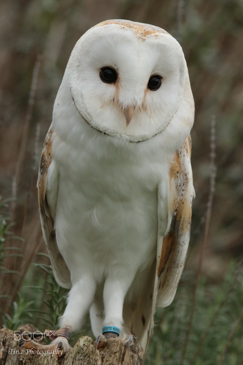 Canon EOS 70D + Canon EF 22-55mm f/4-5.6 USM sample photo. Barn owl1 photography