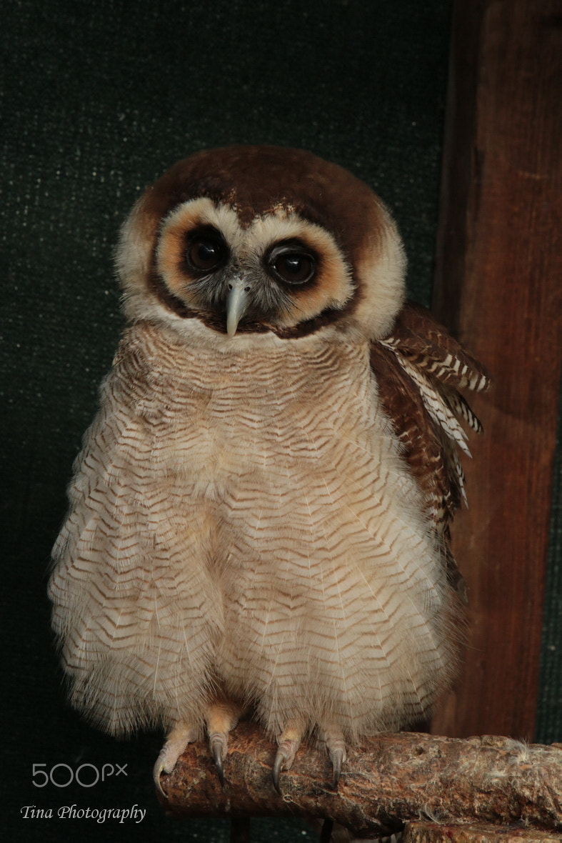 Canon EF 22-55mm f/4-5.6 USM sample photo. Owl1 photography