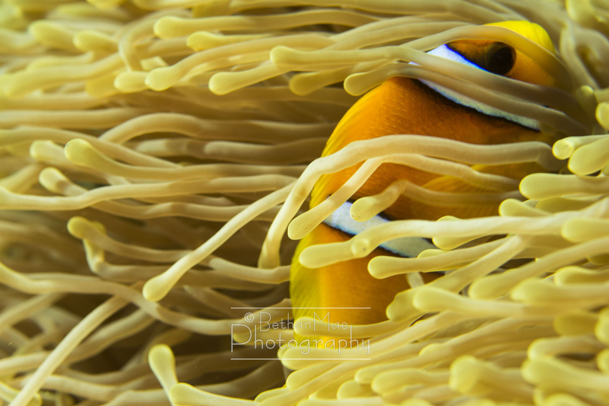Nikon AF-S Micro-Nikkor 60mm F2.8G ED sample photo. Cosy nemo photography