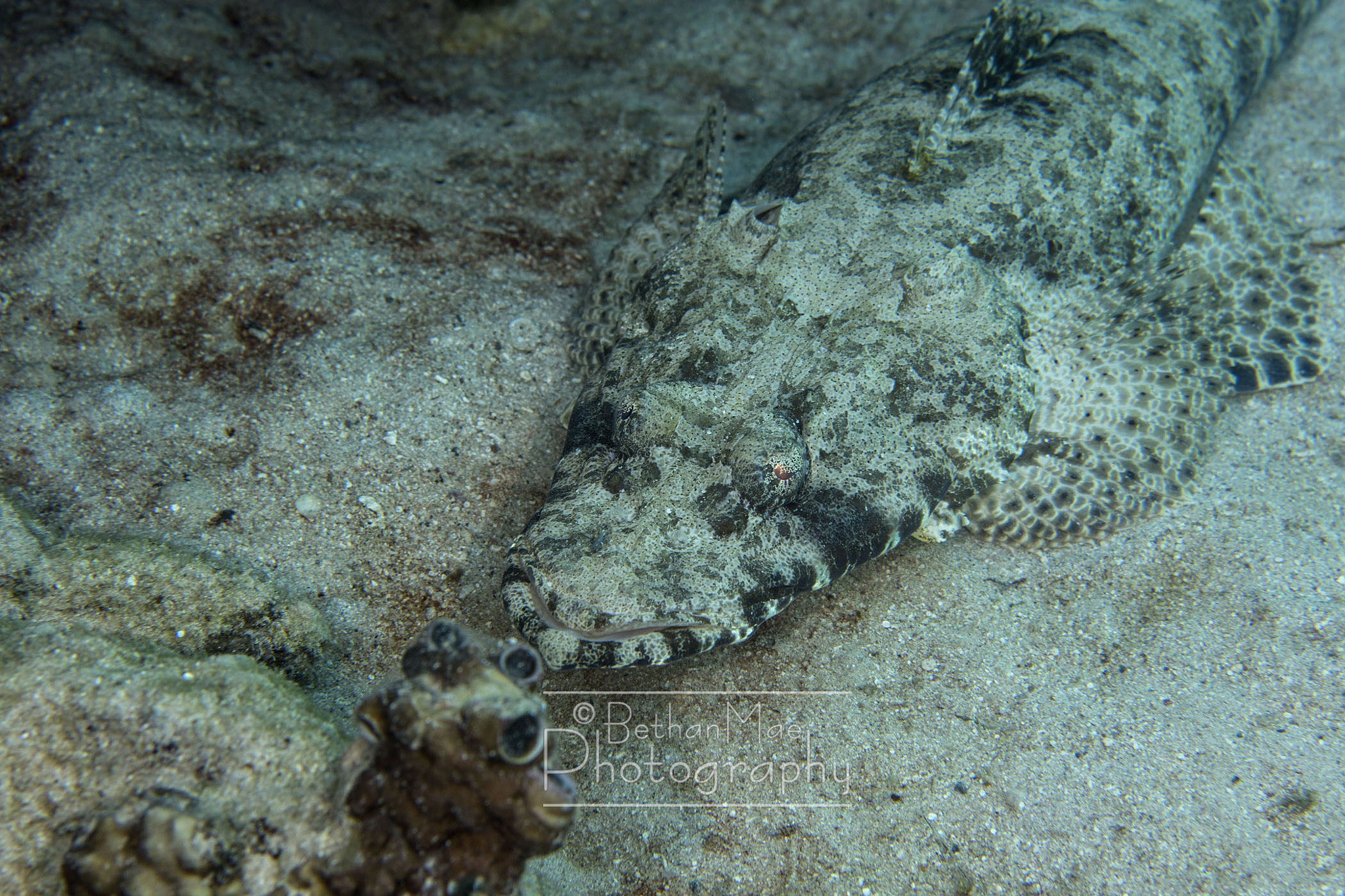 Nikon AF-S Micro-Nikkor 60mm F2.8G ED sample photo. Crocodile fish photography