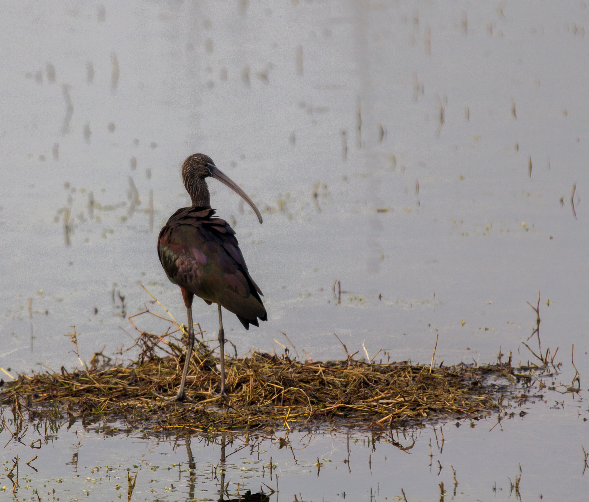Canon EF 70-200mm F2.8L IS II USM sample photo. Bird photography