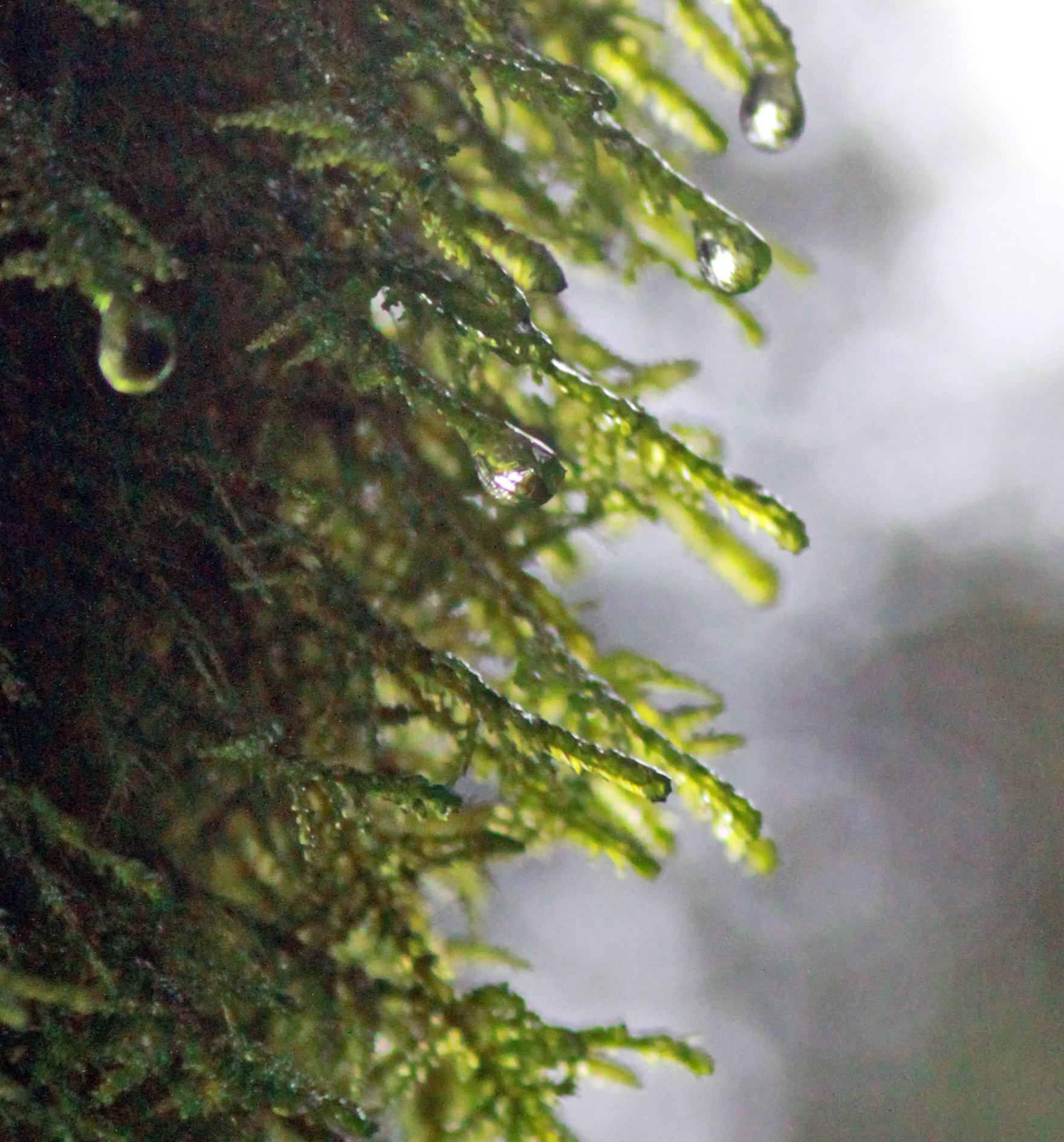 Canon EOS 50D + Canon EF 28-90mm f/4-5.6 sample photo. Nature's drip photography
