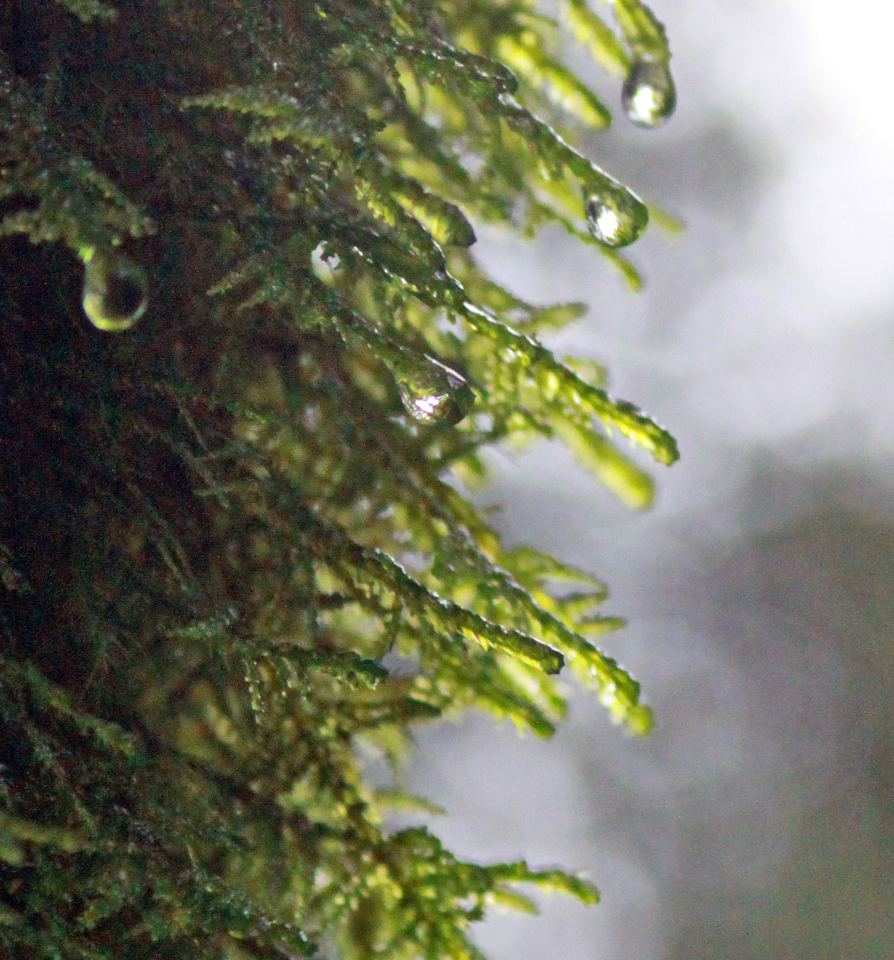 Canon EF 28-90mm f/4-5.6 sample photo. Nature's drip photography