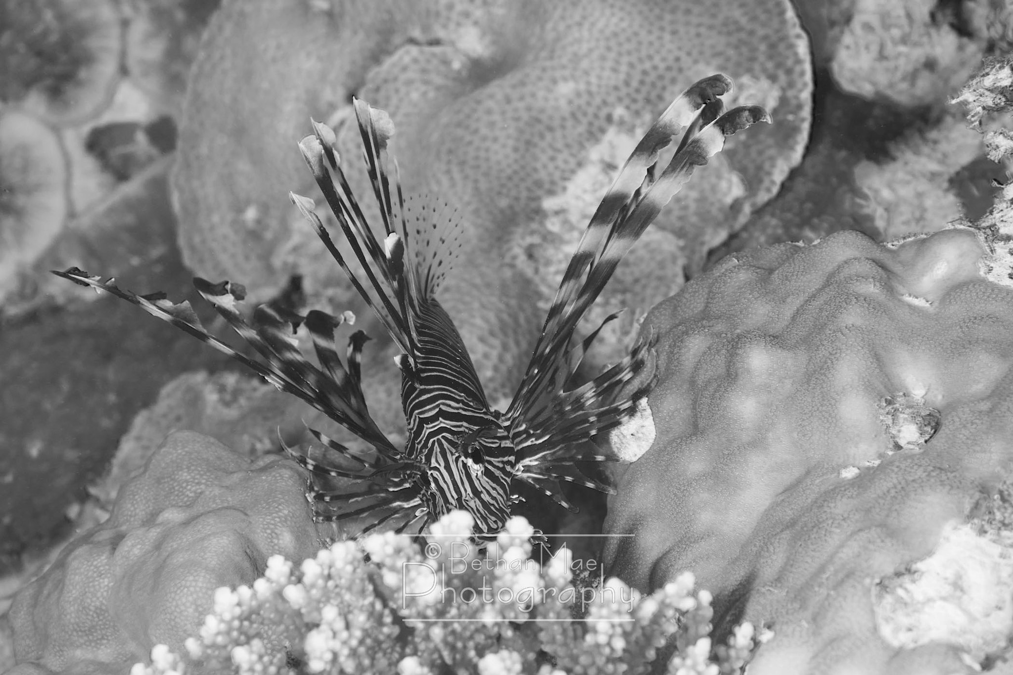 Nikon AF-S Micro-Nikkor 60mm F2.8G ED sample photo. Lion fish photography