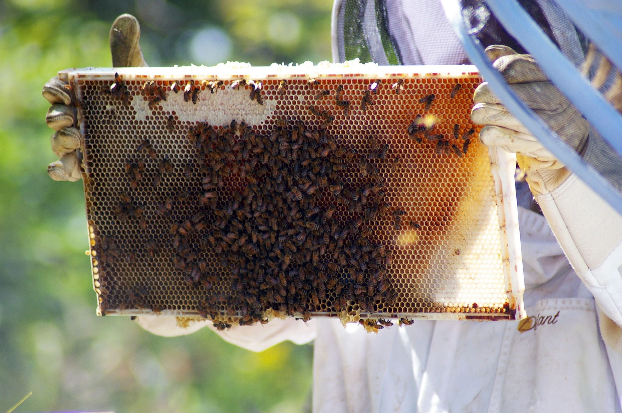 Pentax *ist DL sample photo. Beekeeper photography