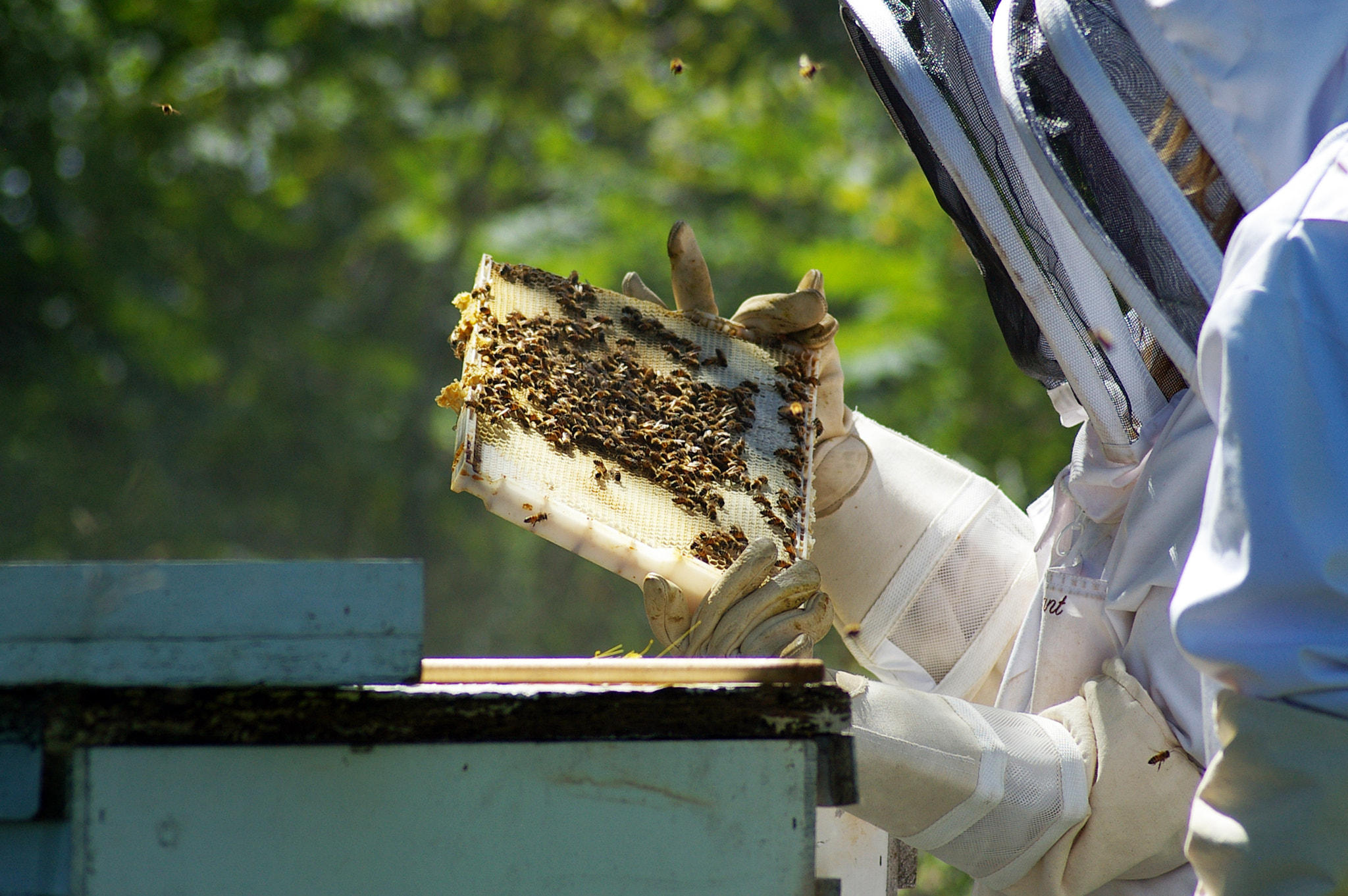 Pentax *ist DL sample photo. Beekeeper photography