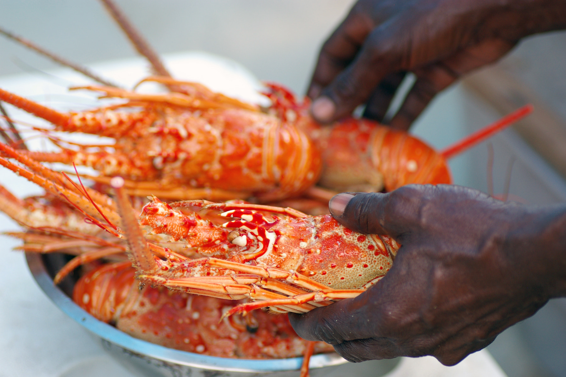 Pentax *ist DL + Tamron SP AF 90mm F2.8 Di Macro sample photo. Lobsters of jamaica photography